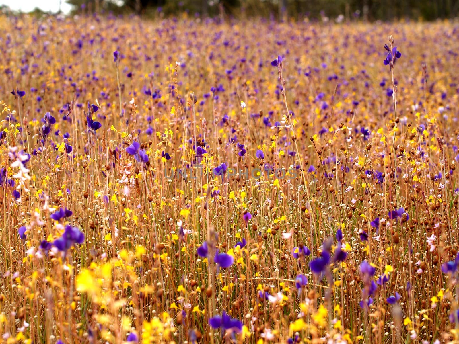 the Selection of Various Colorful  Flower in nature by kiddaikiddee