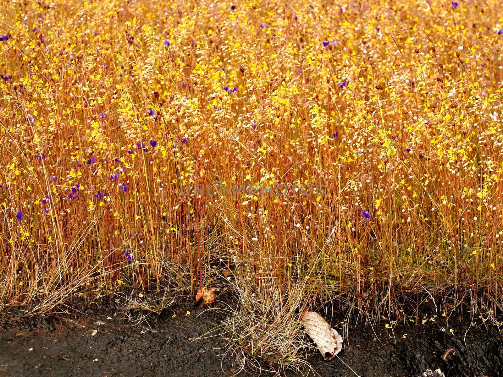 the Selection of Various Colorful  Flower in nature