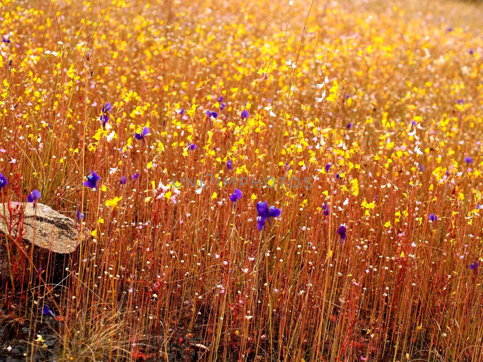 the Selection of Various Colorful  Flower in nature by kiddaikiddee