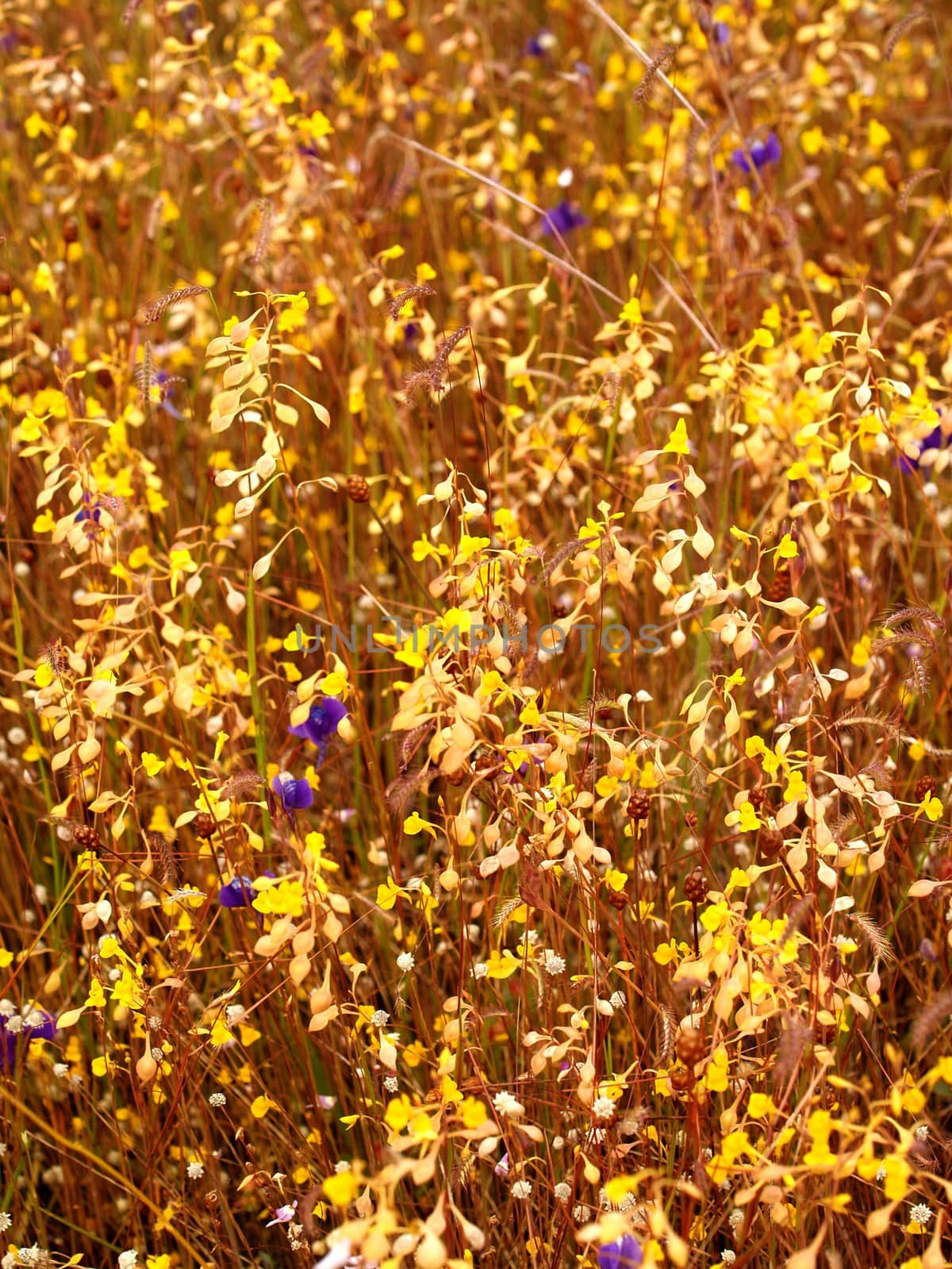 the Selection of Various Colorful  Flower in nature