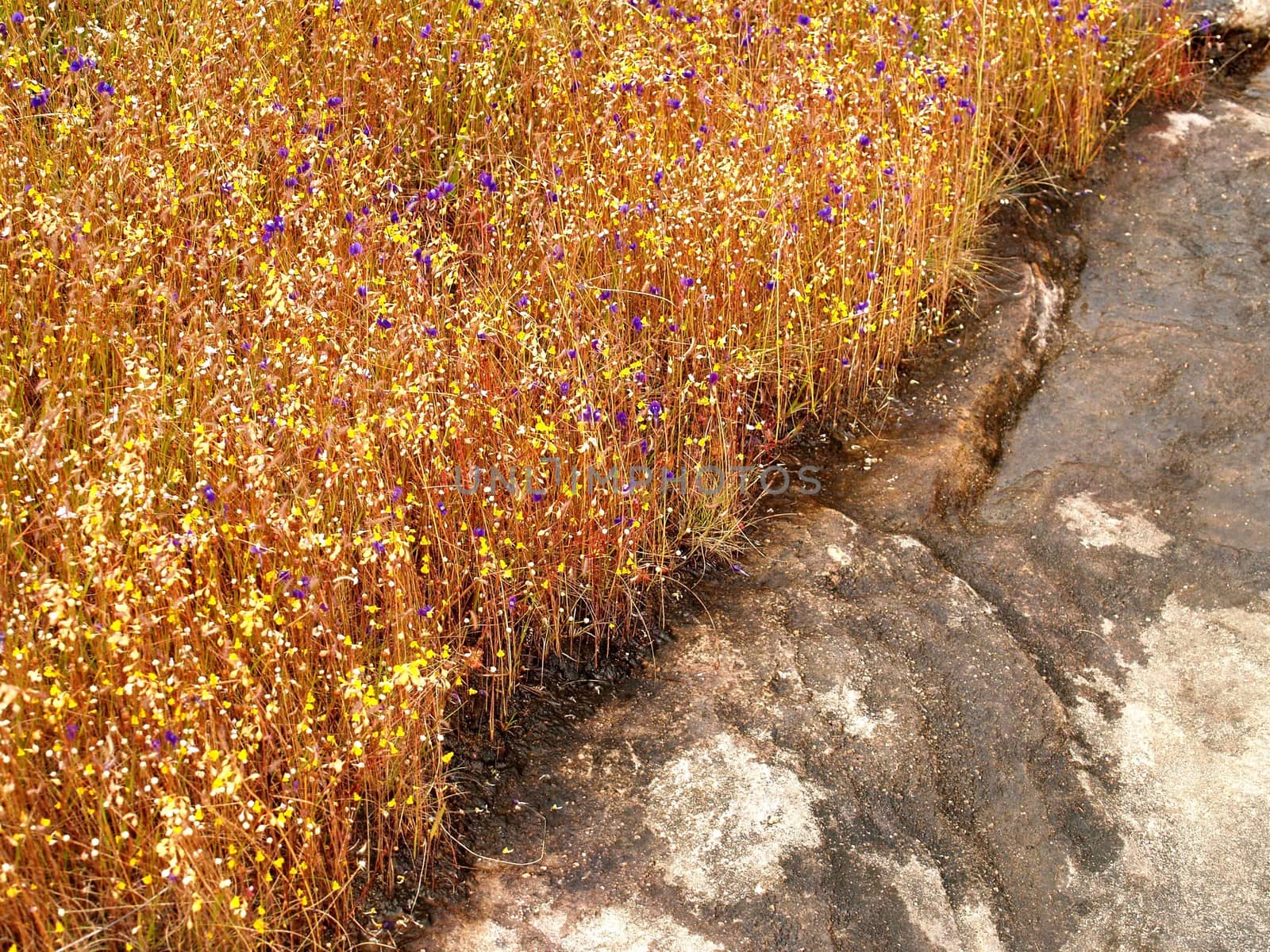 the Selection of Various Colorful  Flower in nature