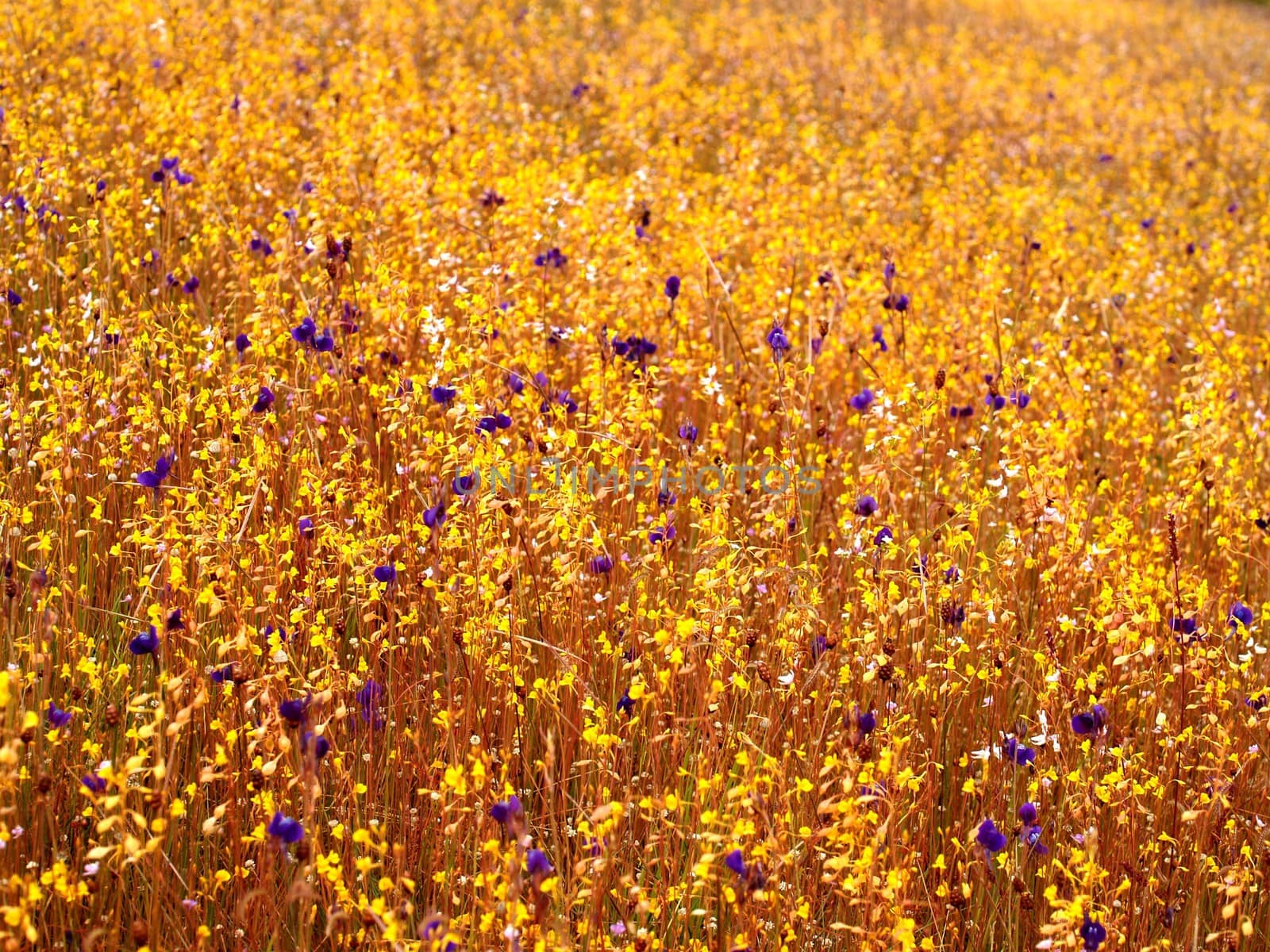 the Selection of Various Colorful  Flower in nature