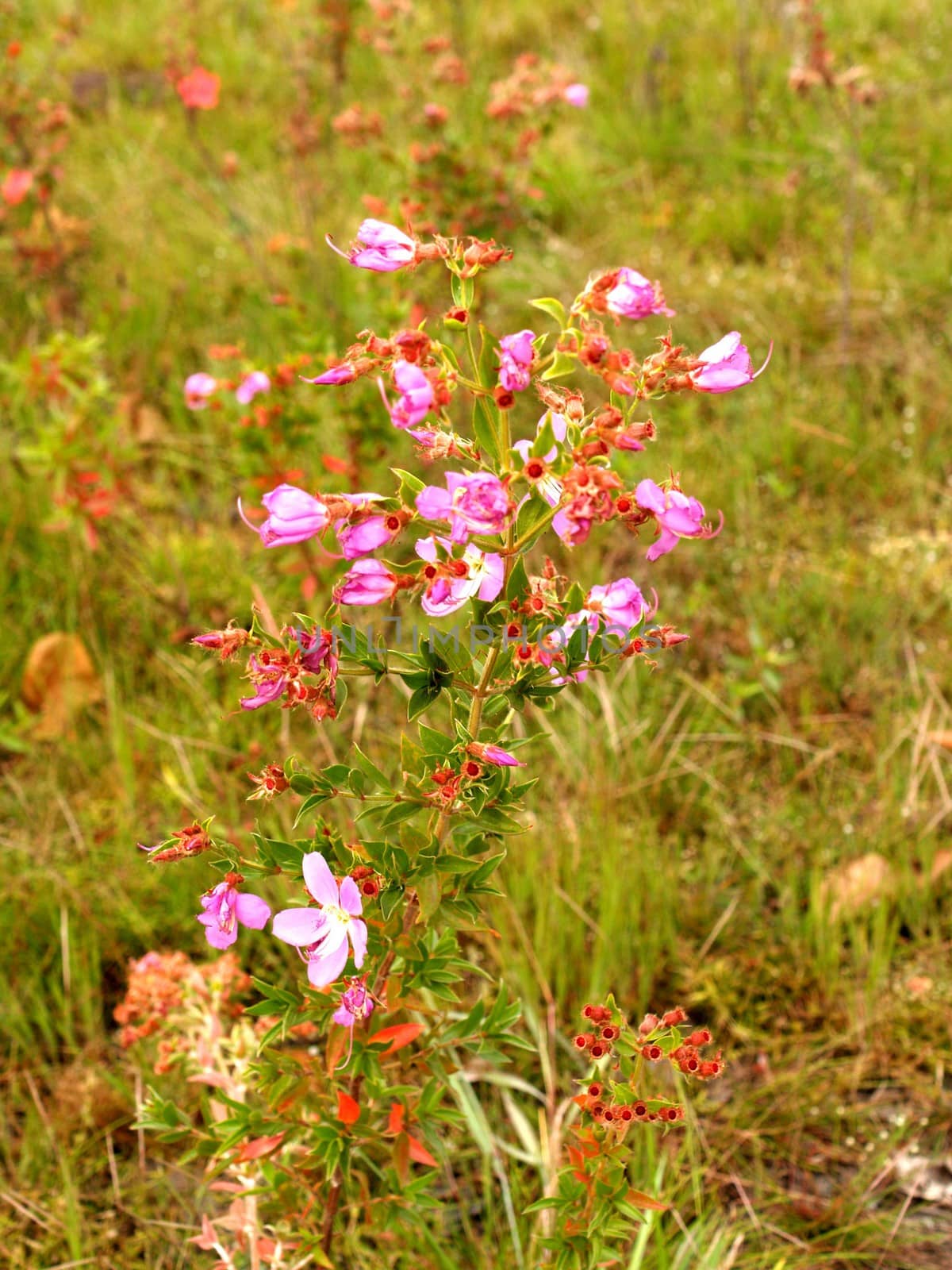 the Selection of Various Colorful  Flower in nature by kiddaikiddee