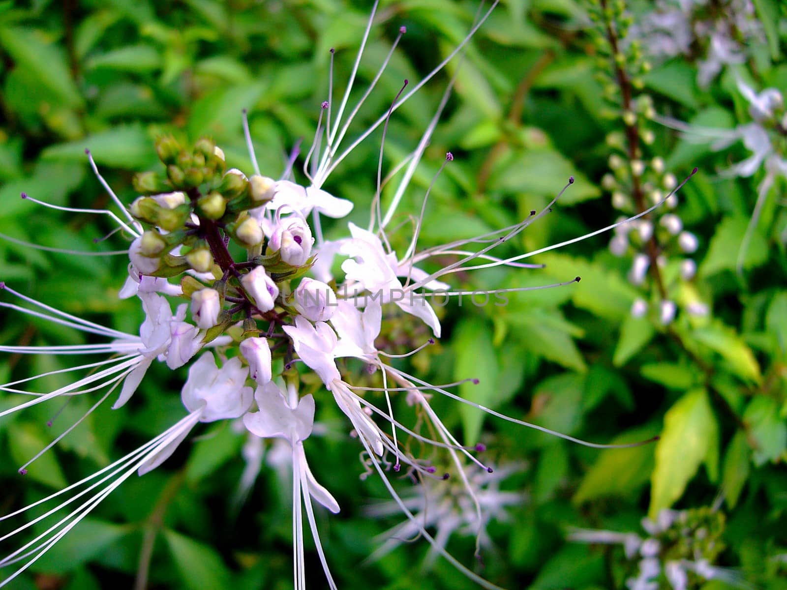 the Selection of Various Colorful  Flower in nature by kiddaikiddee