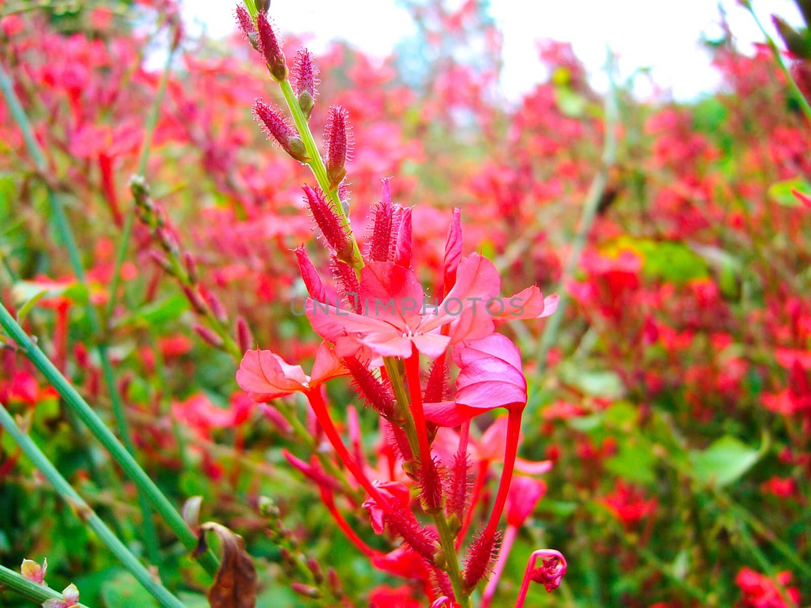 the Selection of Various Colorful  Flower in nature