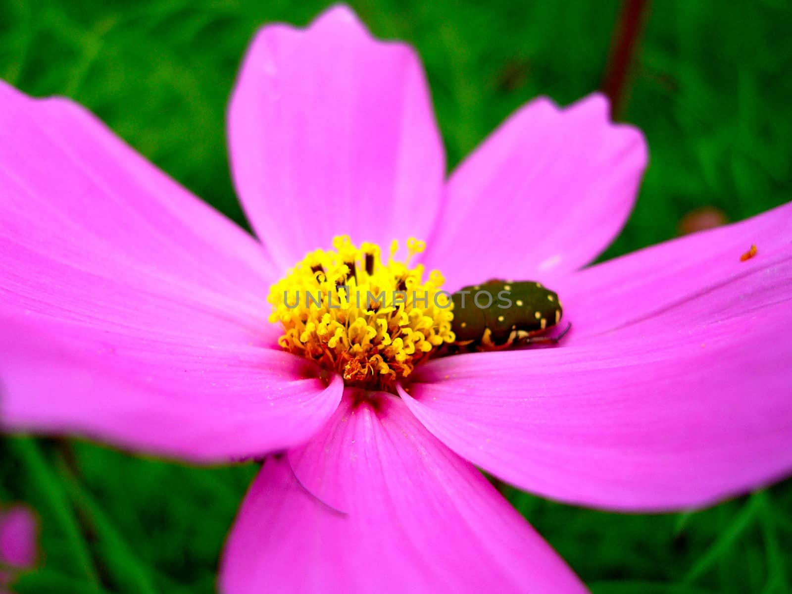 the Selection of Various Colorful  Flower in nature by kiddaikiddee