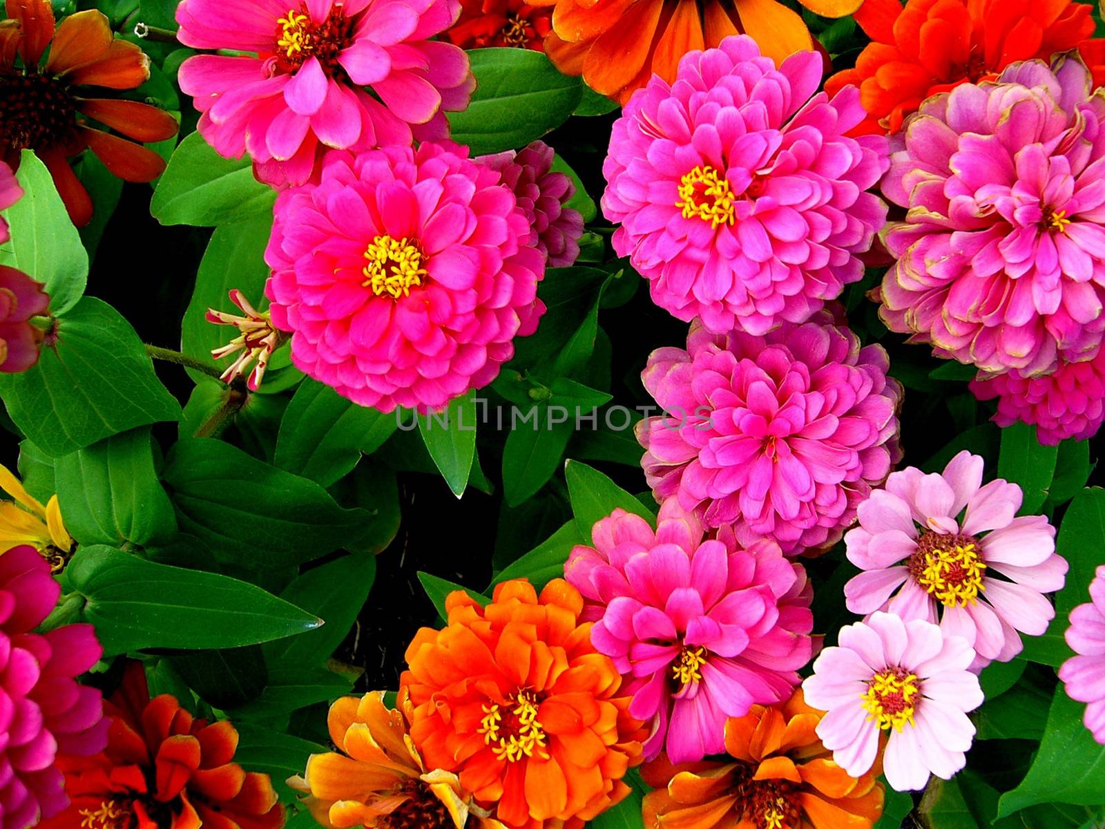 the Selection of Various Colorful  Flower in nature