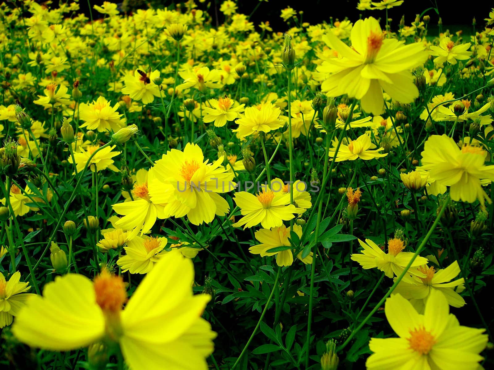 the Selection of Various Colorful  Flower in nature by kiddaikiddee