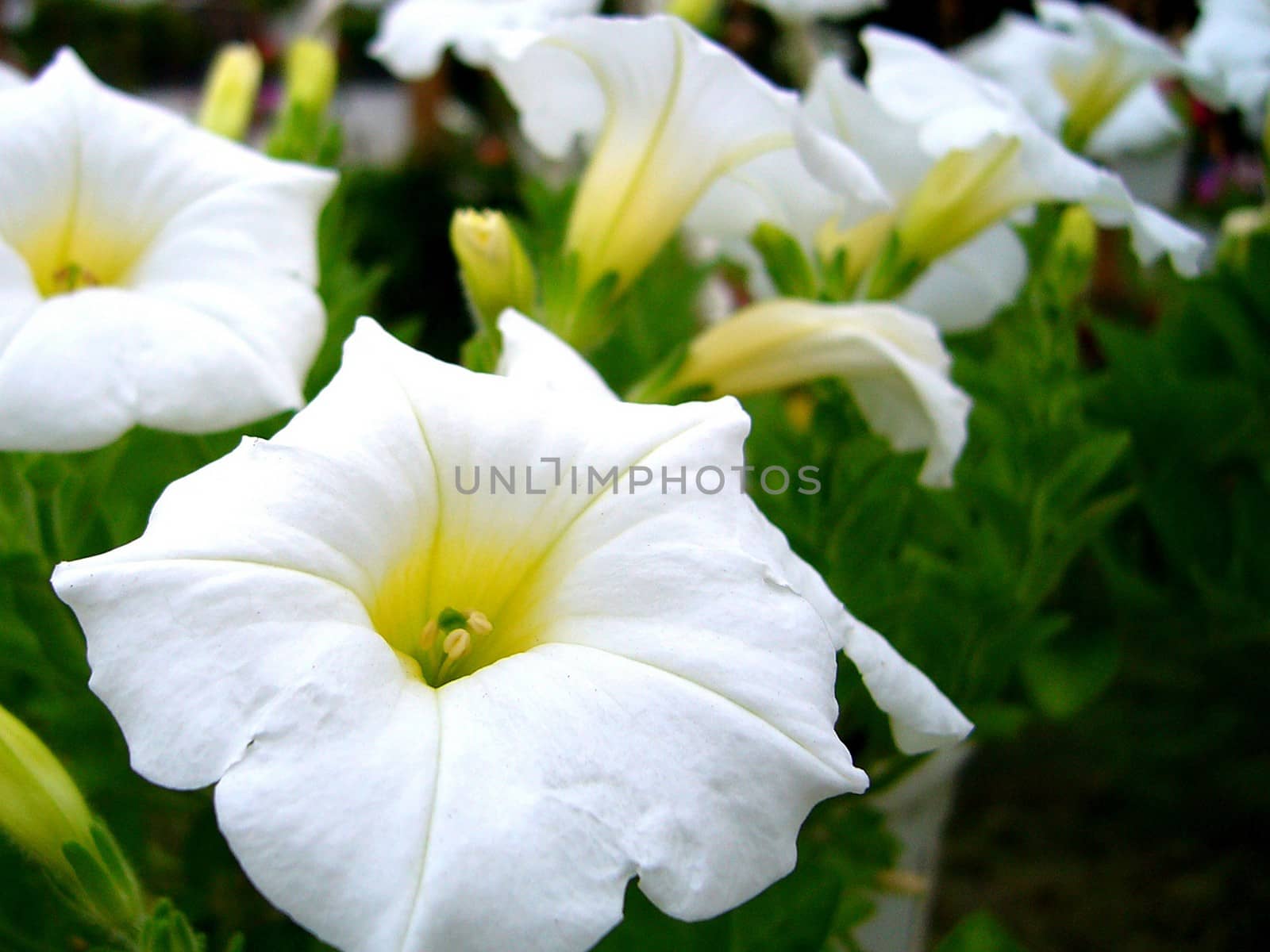 the Selection of Various Colorful  Flower in nature