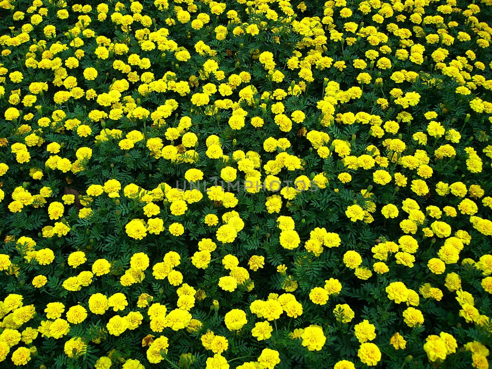 the Selection of Various Colorful  Flower in nature