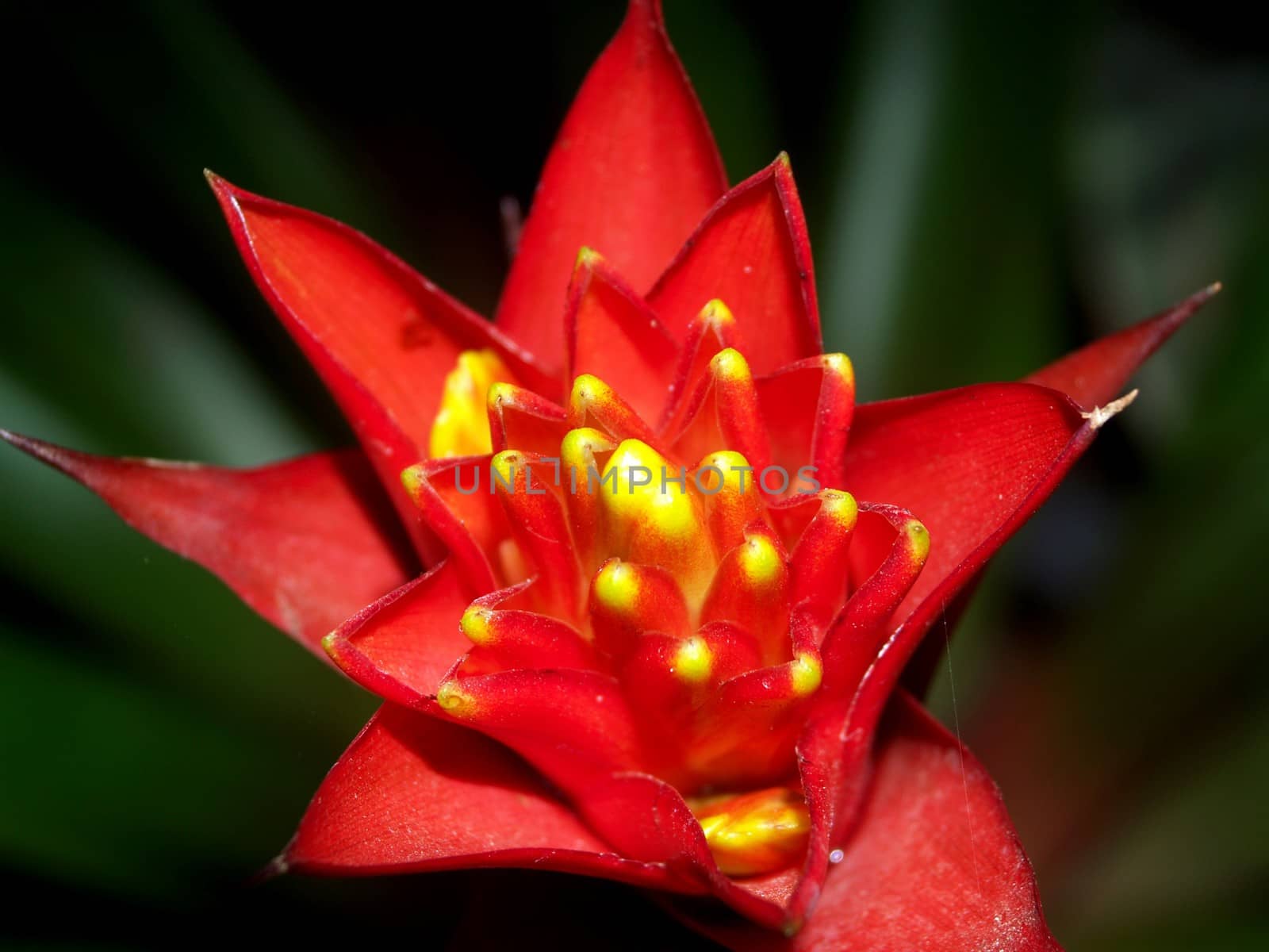 the Selection of Various Colorful  Flower in nature