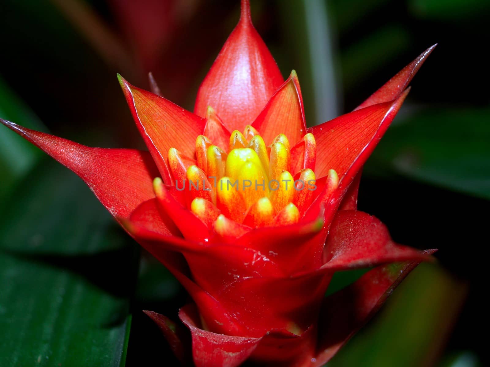 the Selection of Various Colorful  Flower in nature