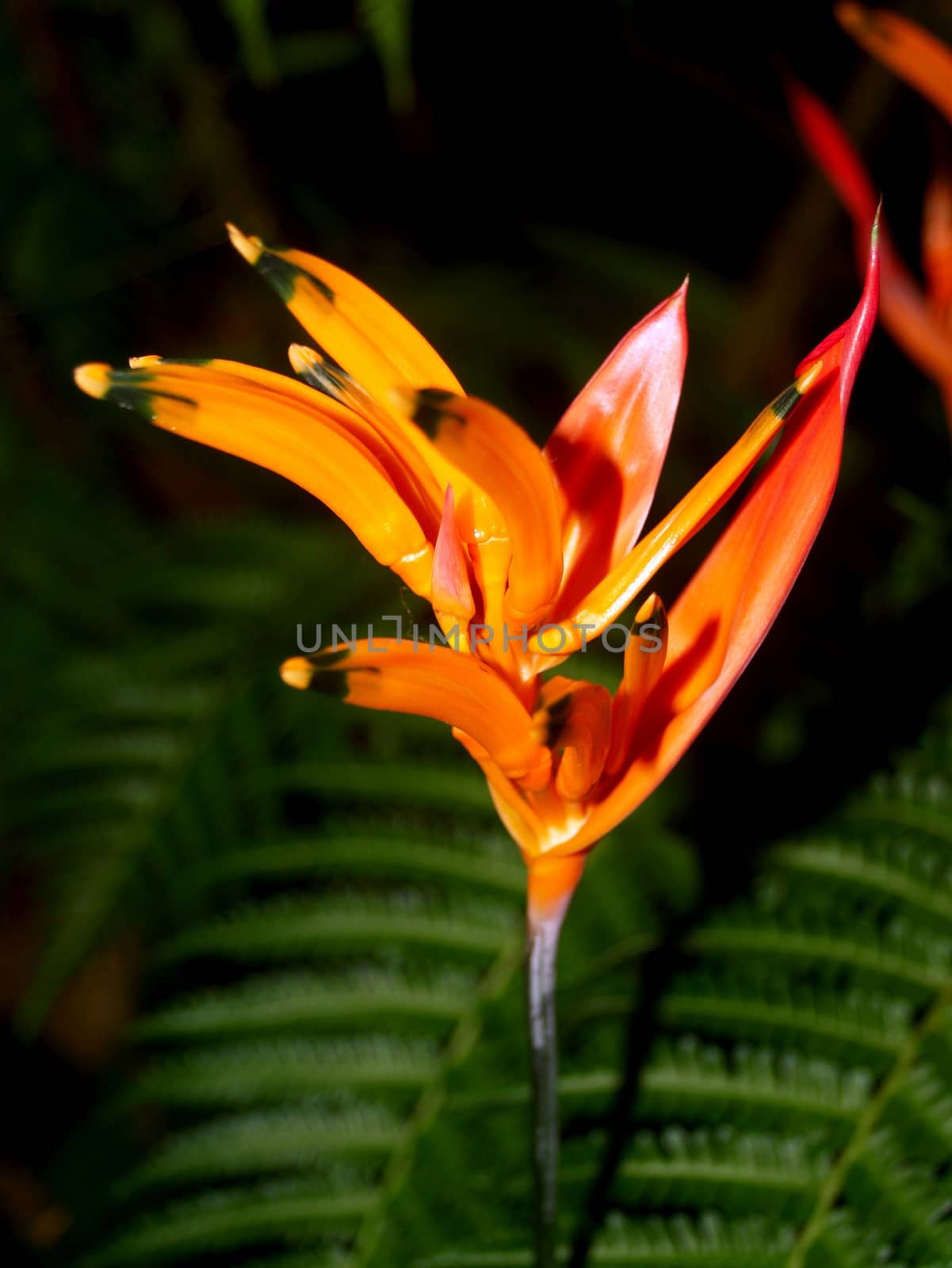 the Selection of Various Colorful  Flower in nature