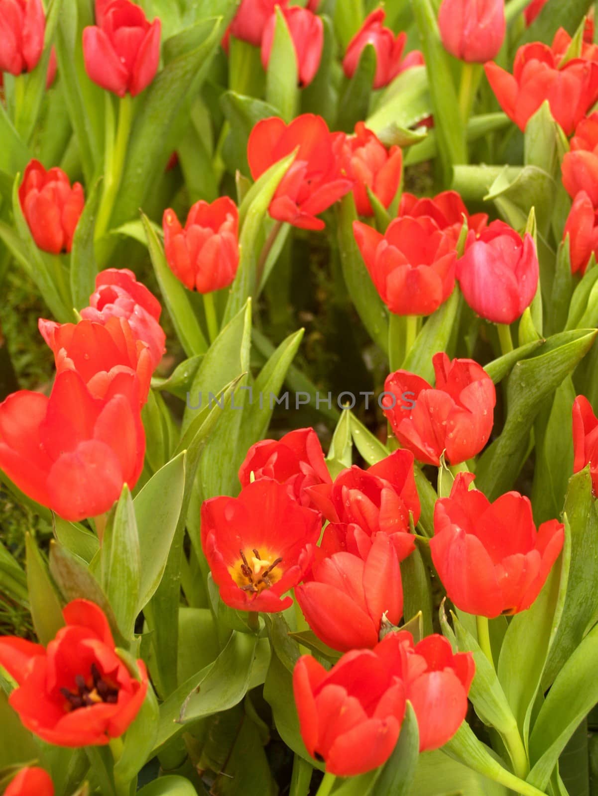 the Selection of Various Colorful  Flower in nature