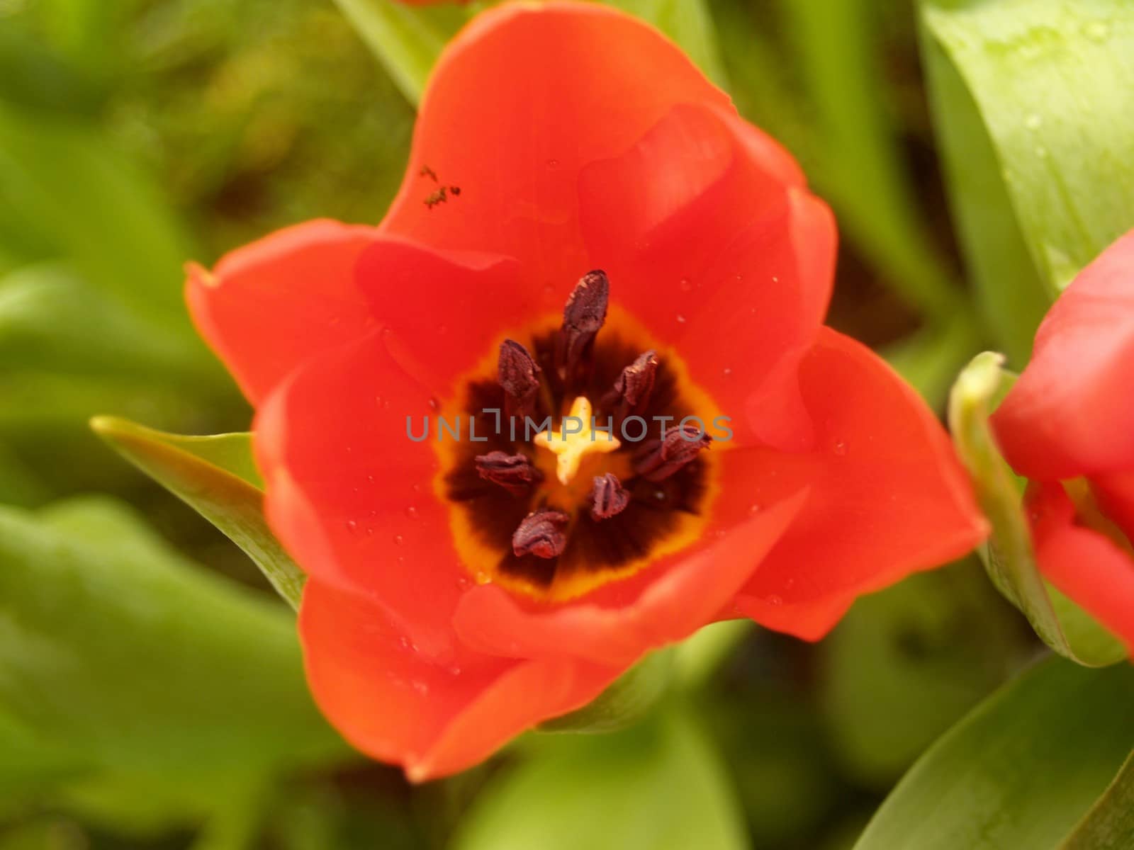 the Selection of Various Colorful  Flower in nature