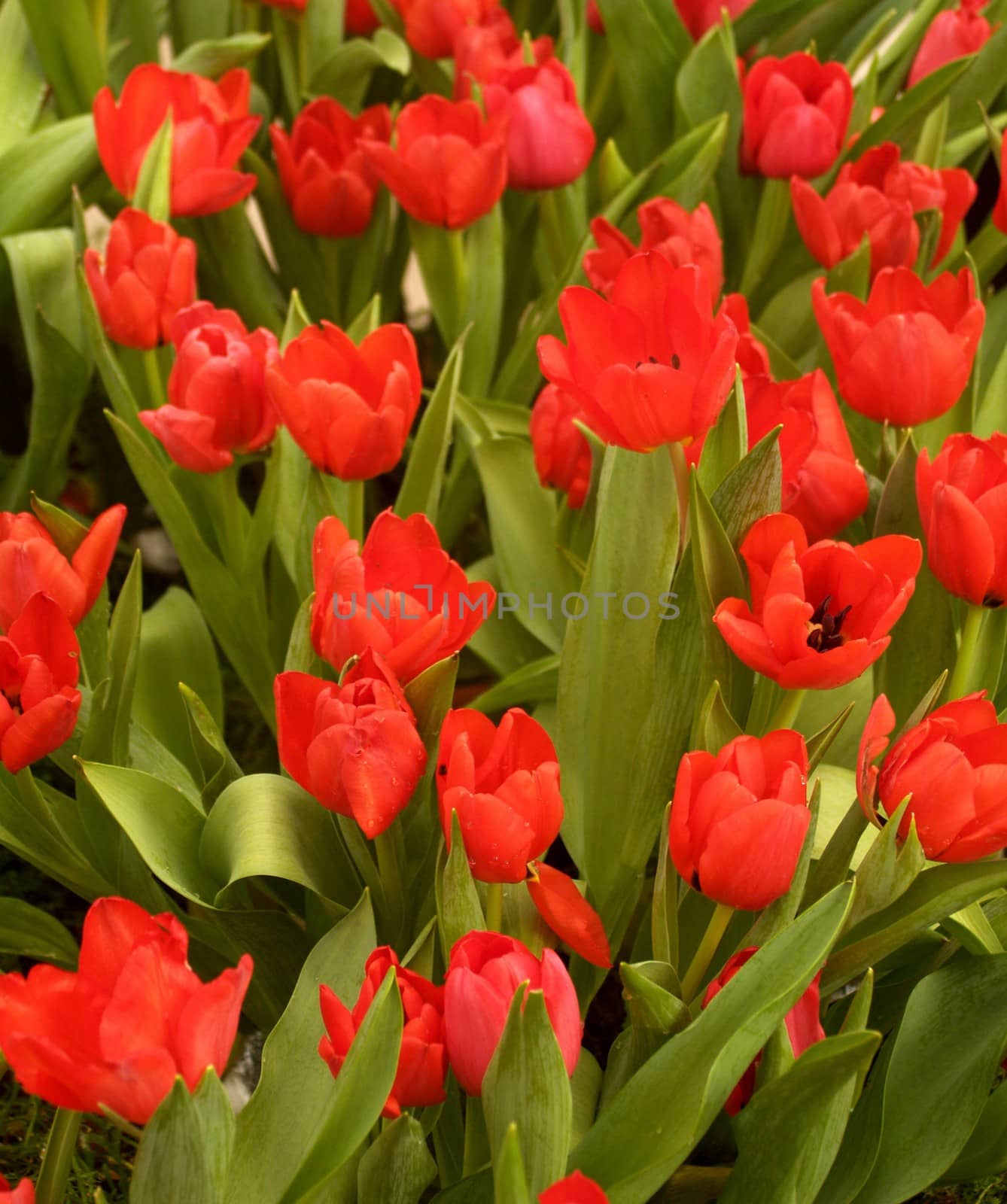 the Selection of Various Colorful  Flower in nature