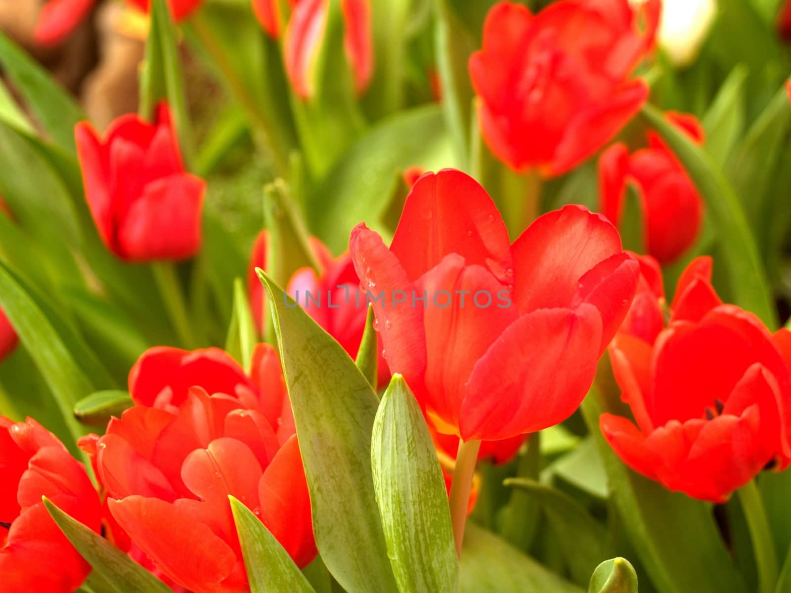 the Selection of Various Colorful  Flower in nature