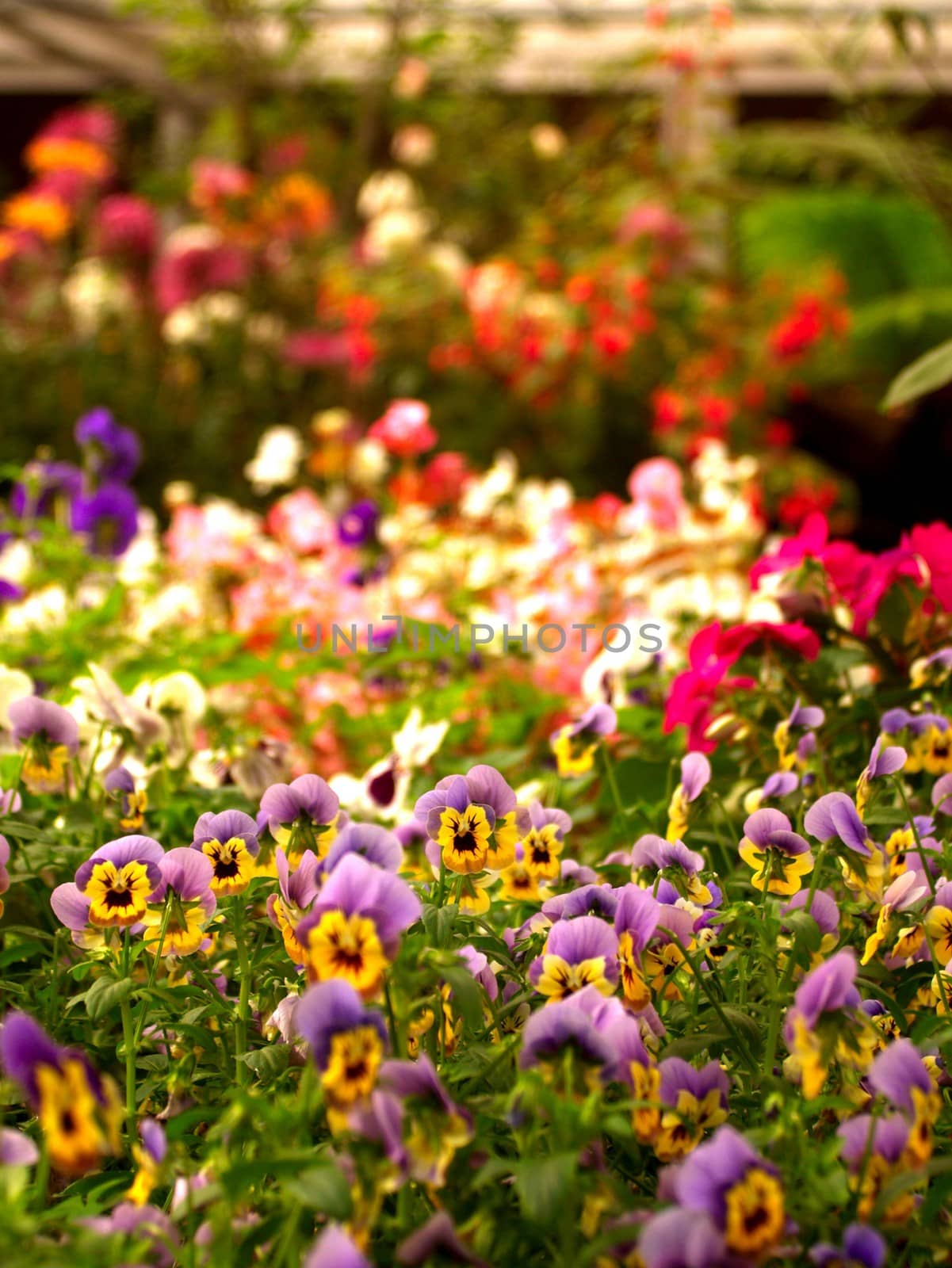 the Selection of Various Colorful  Flower in nature