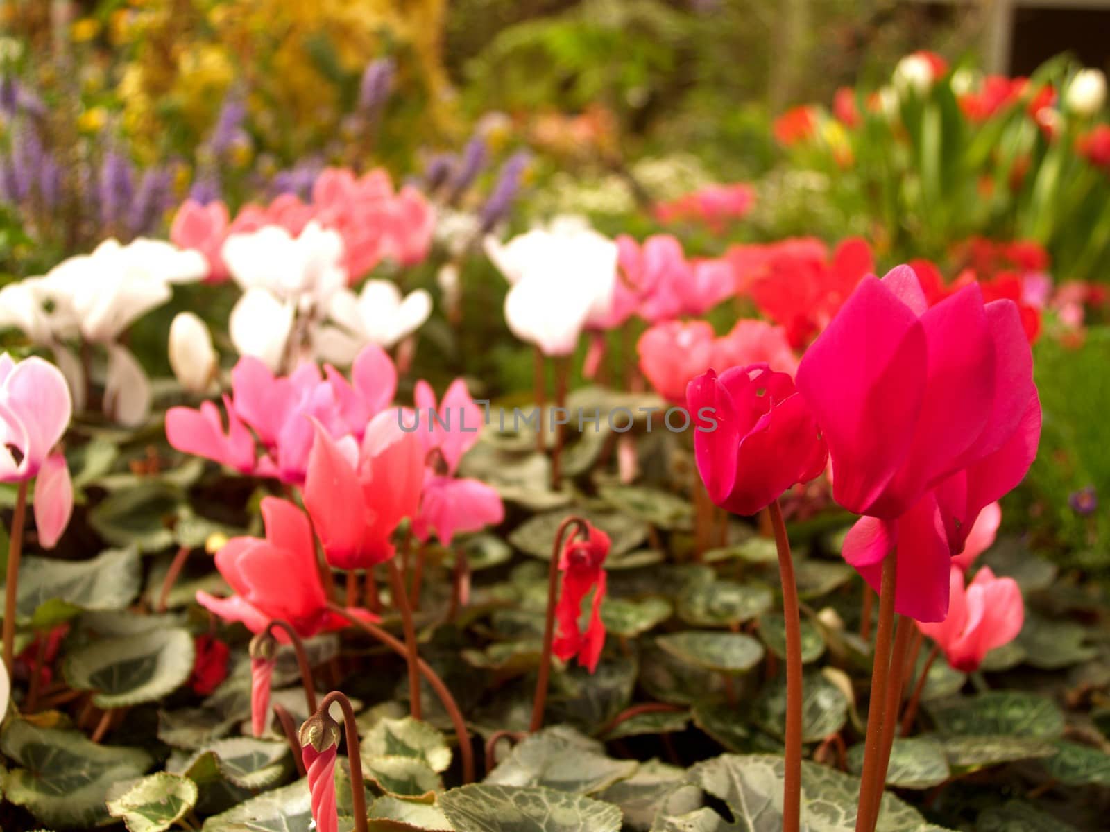 the Selection of Various Colorful  Flower in nature