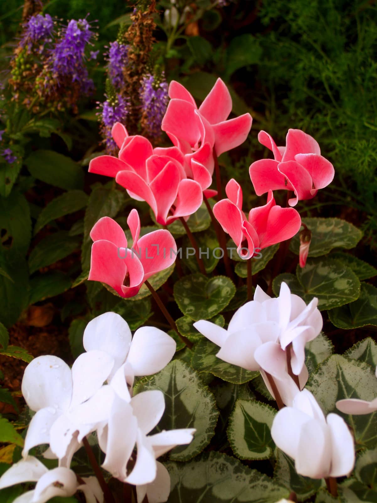 the Selection of Various Colorful  Flower in nature