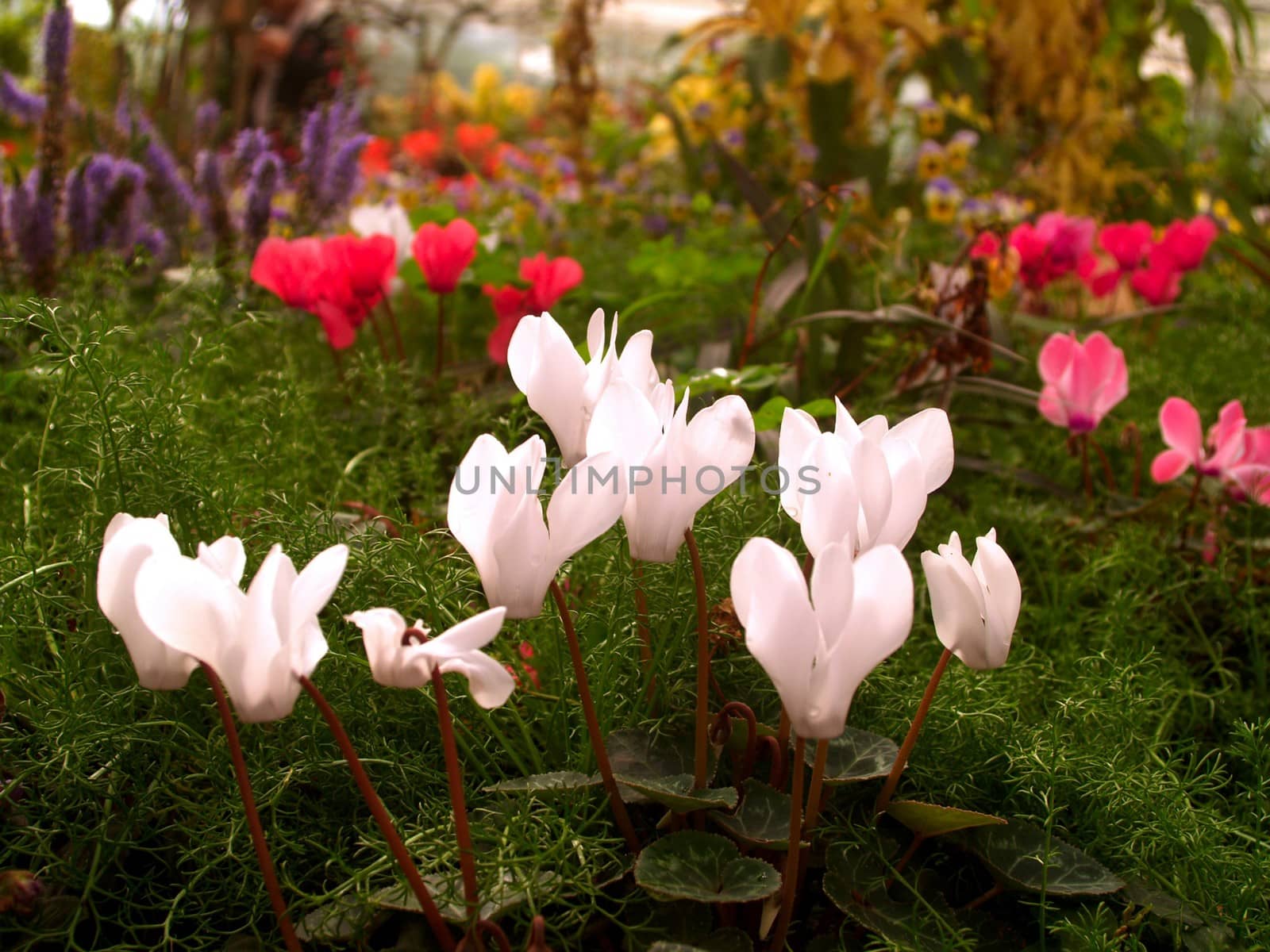 the Selection of Various Colorful  Flower in nature