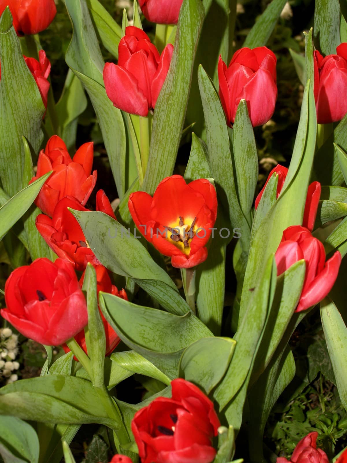 the Selection of Various Colorful  Flower in nature by kiddaikiddee