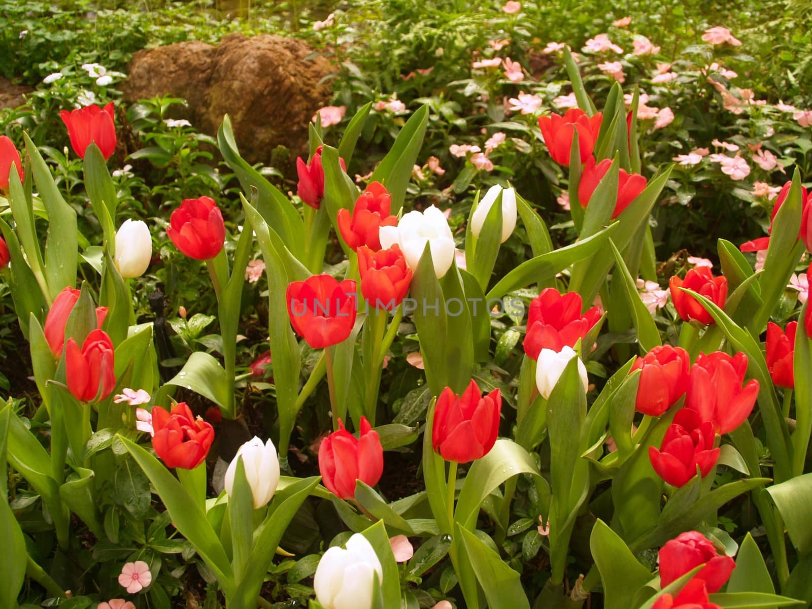 the Selection of Various Colorful  Flower in nature