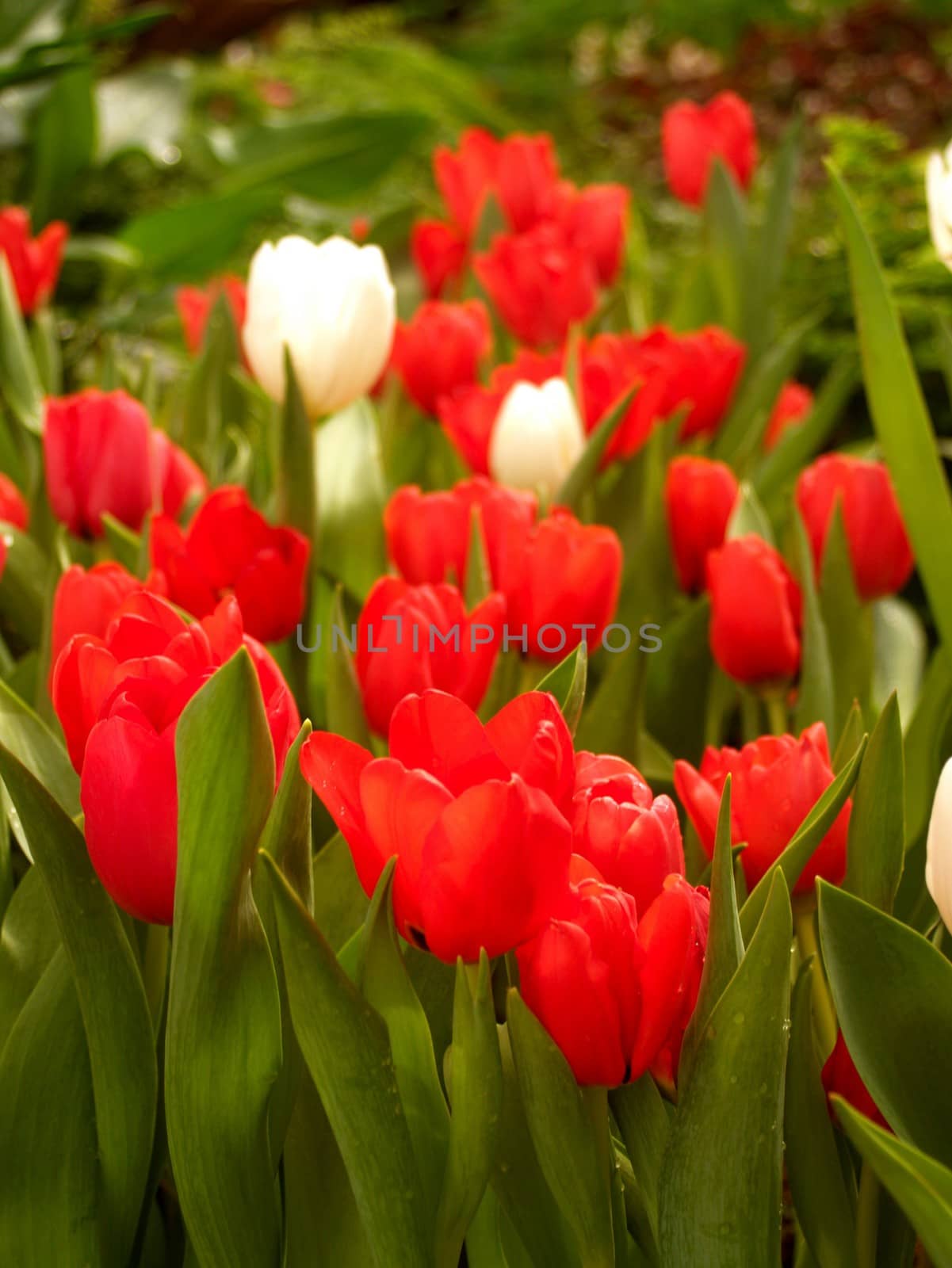 the Selection of Various Colorful  Flower in nature