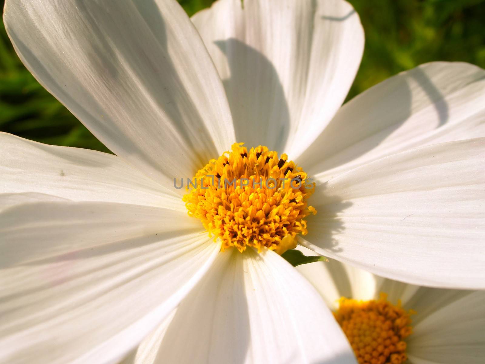 the Selection of Various Colorful  Flower in nature by kiddaikiddee