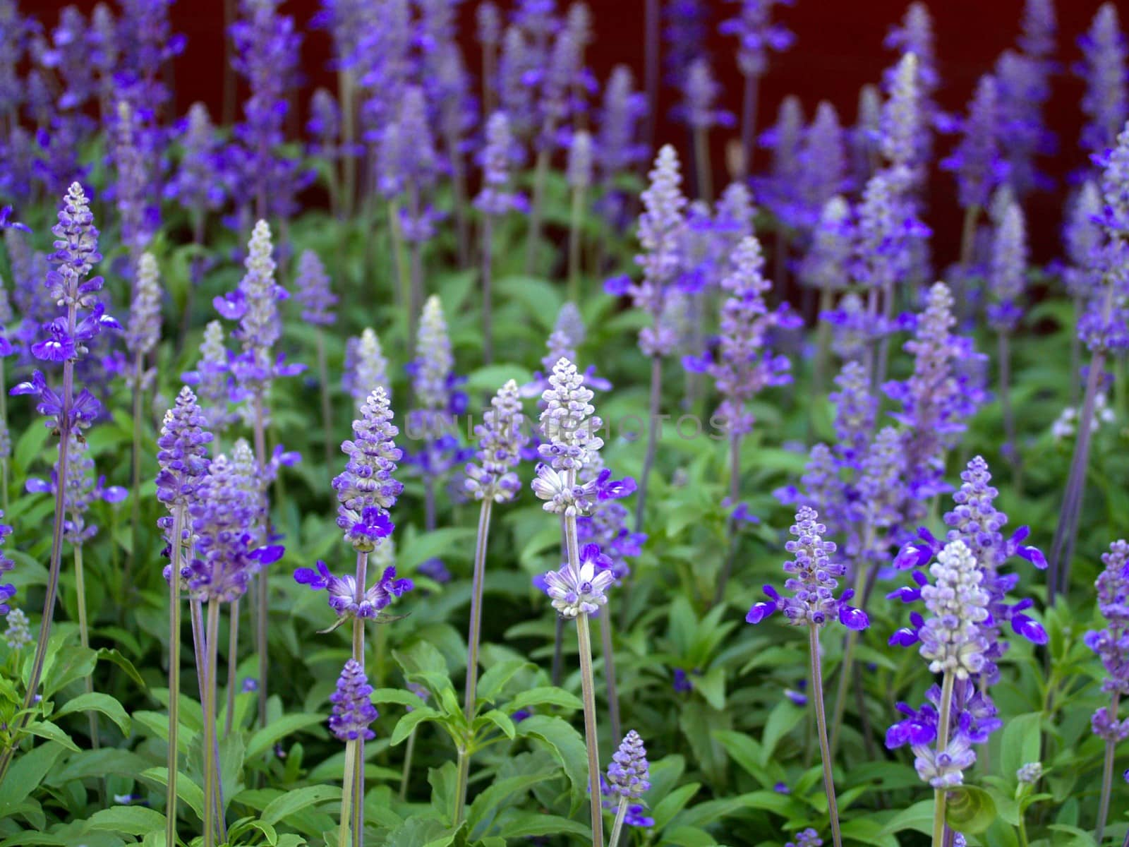 the Selection of Various Colorful  Flower in nature