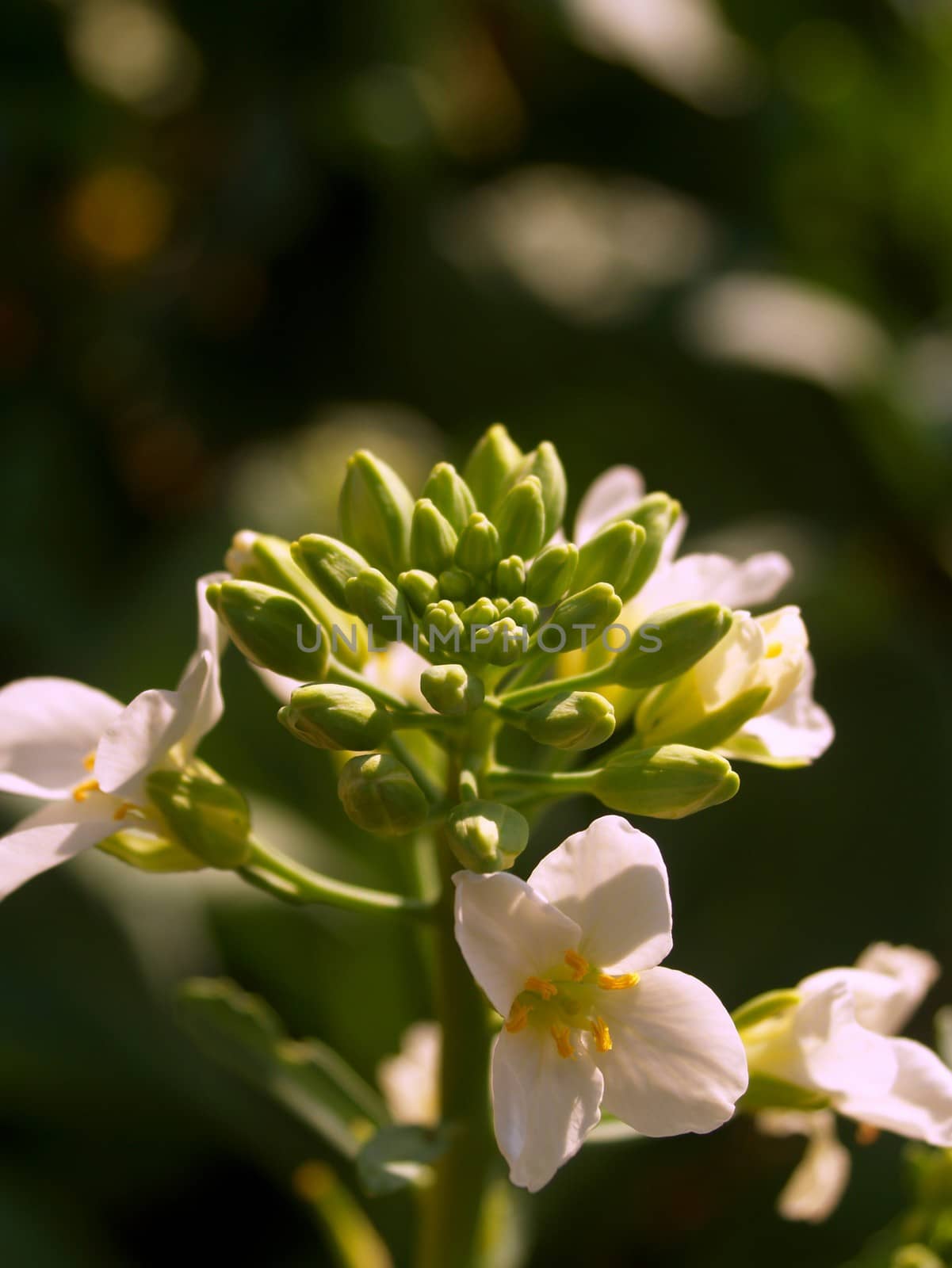 the Selection of Various Colorful  Flower in nature