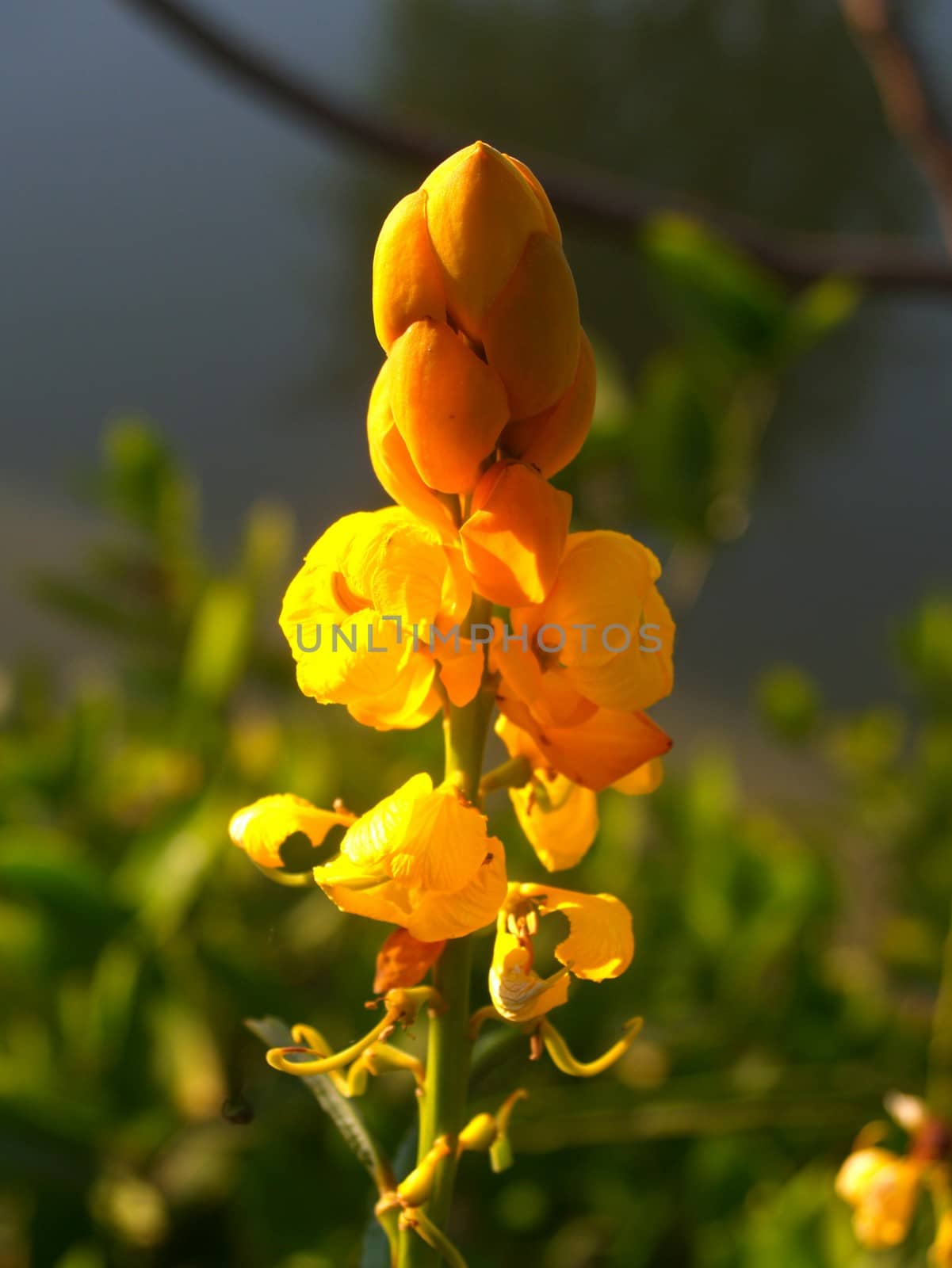 the Selection of Various Colorful  Flower in nature