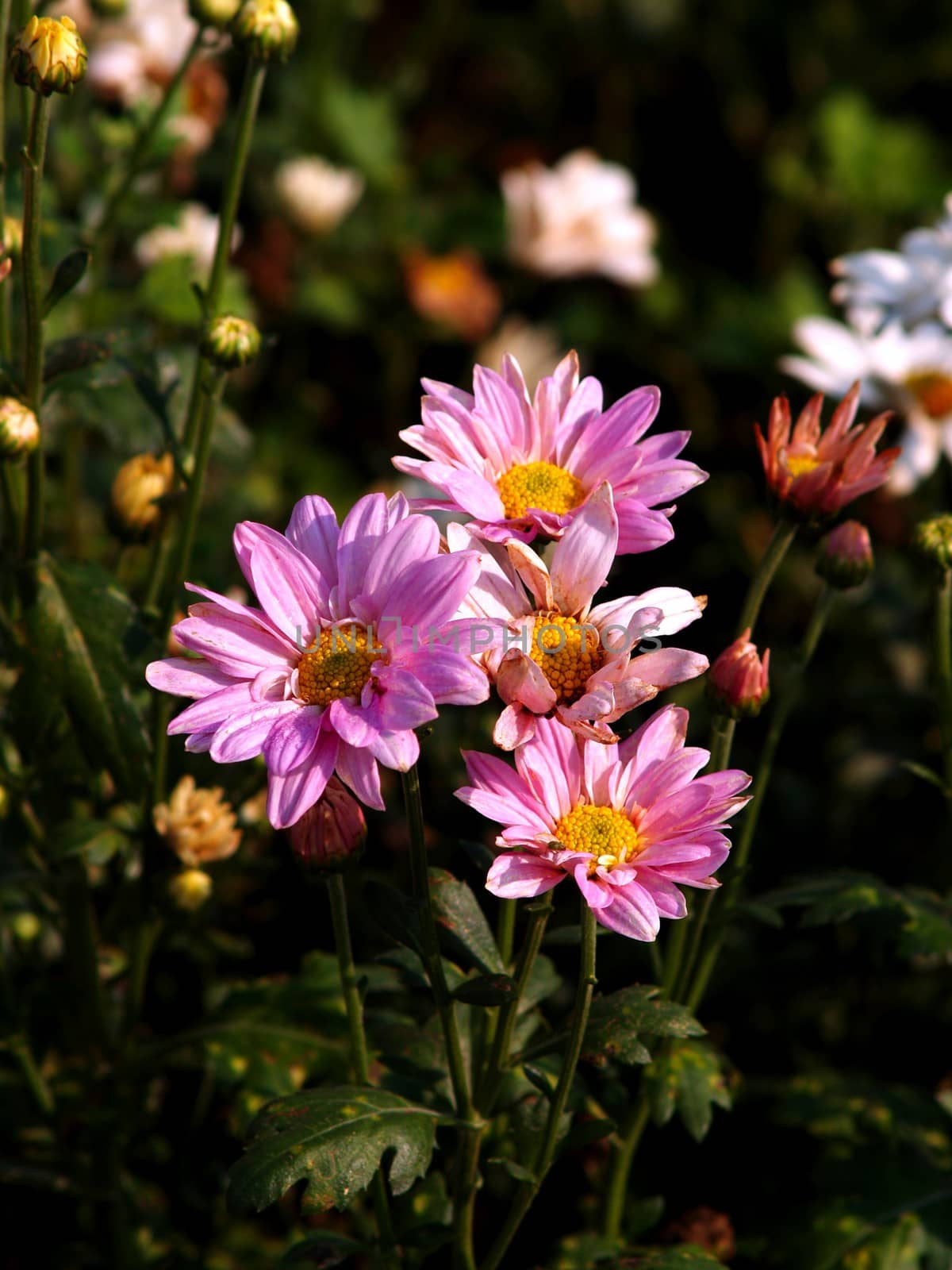 the Selection of Various Colorful  Flower in nature by kiddaikiddee