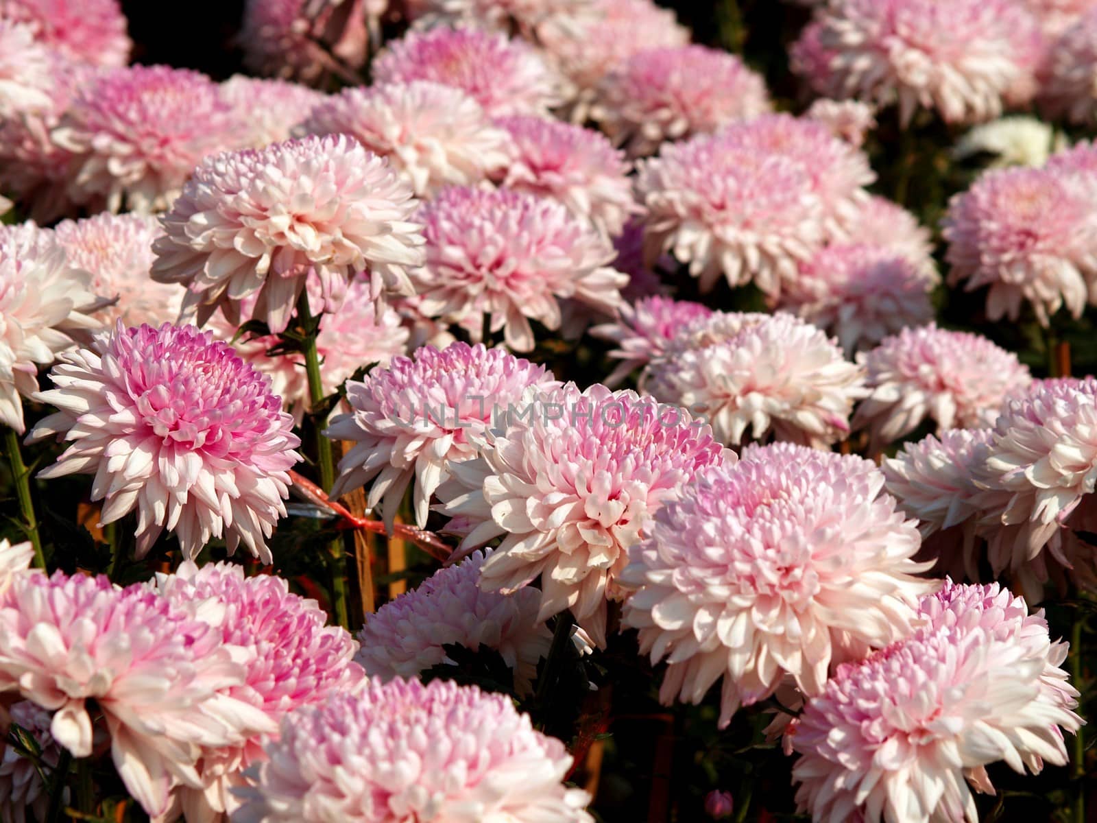 the Selection of Various Colorful  Flower in nature