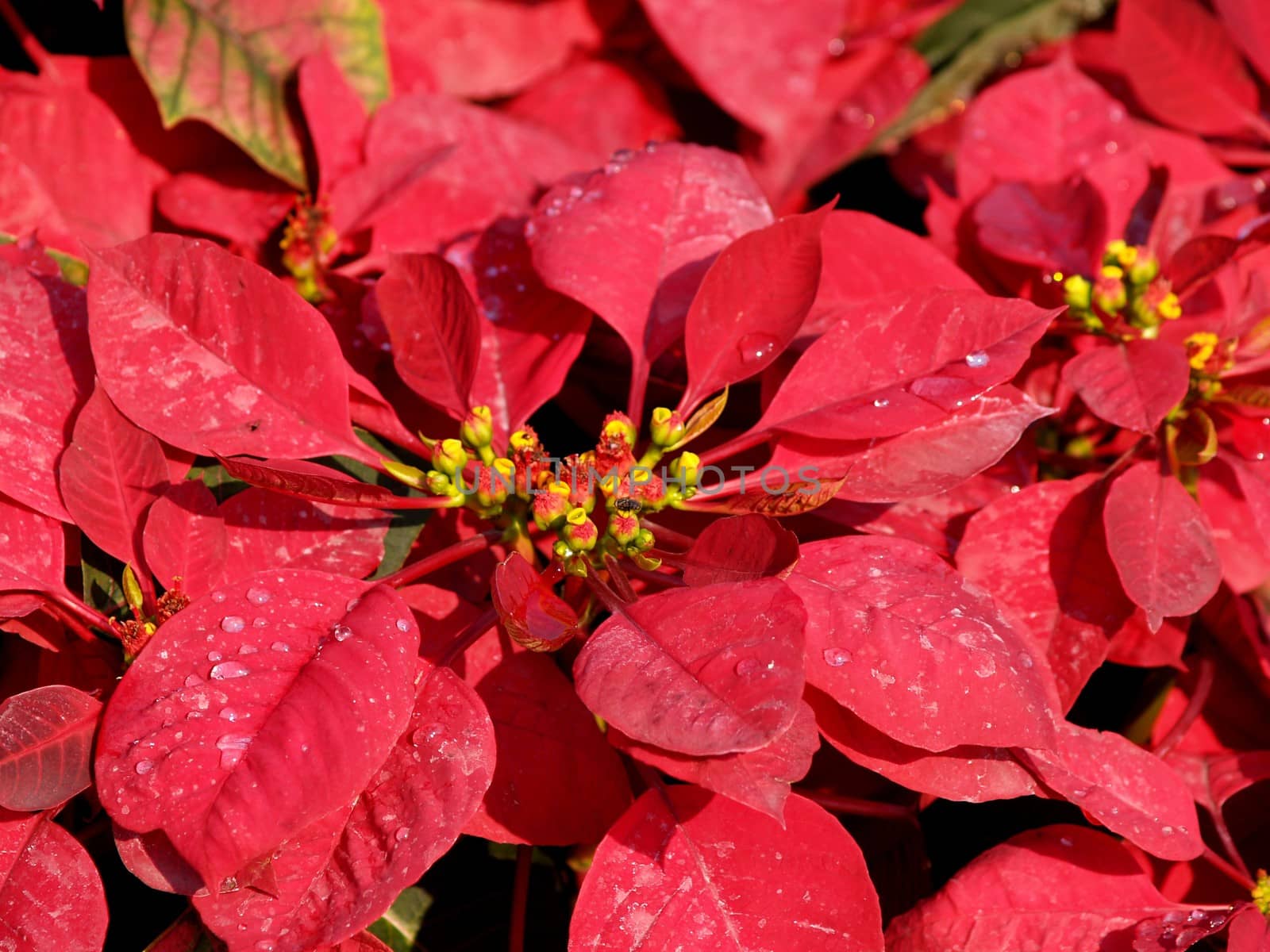 the Selection of Various Colorful  Flower in nature