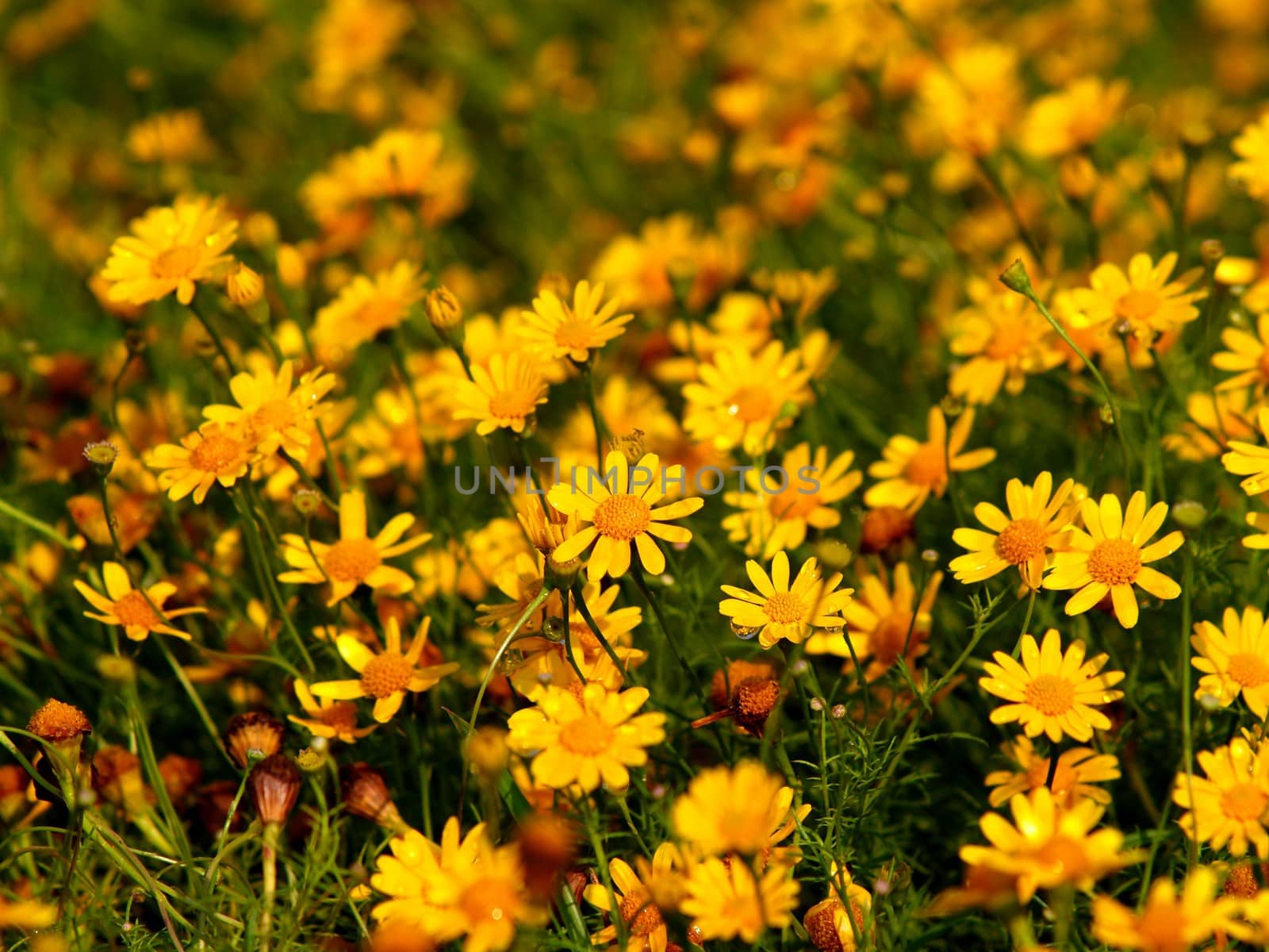 the Selection of Various Colorful  Flower in nature by kiddaikiddee