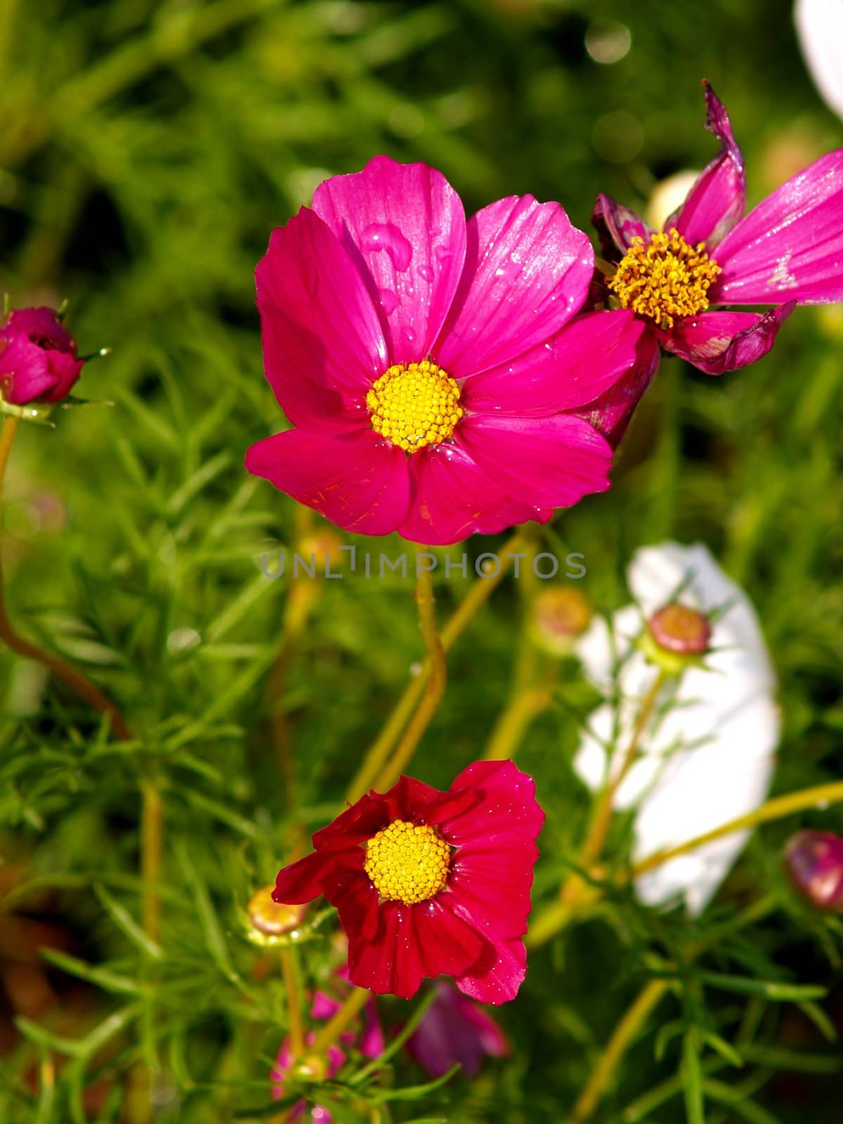 the Selection of Various Colorful  Flower in nature by kiddaikiddee