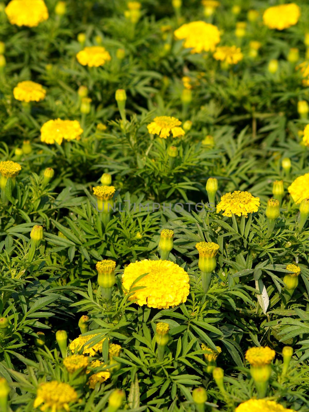 the Selection of Various Colorful  Flower in nature