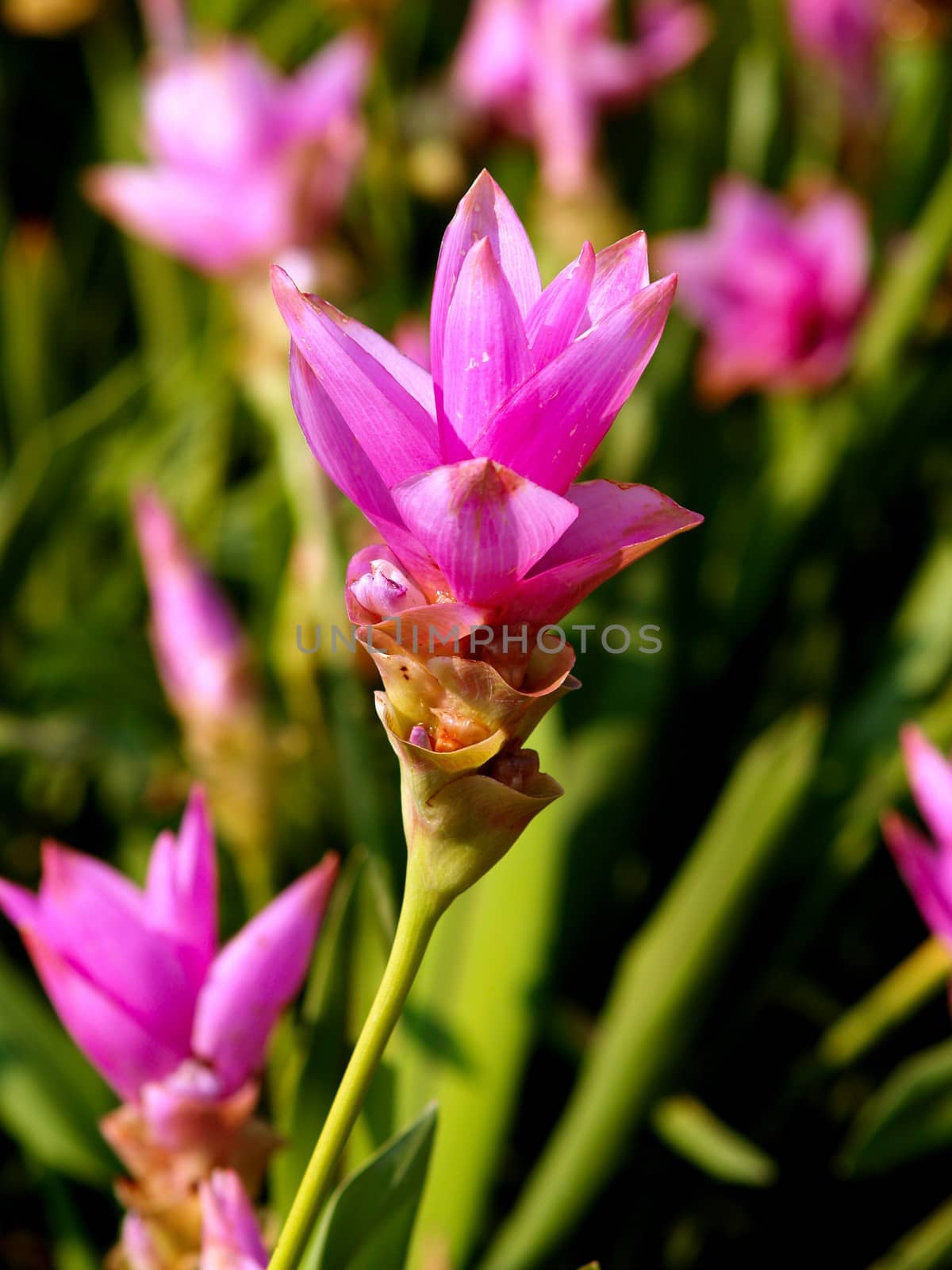 the Selection of Various Colorful  Flower in nature