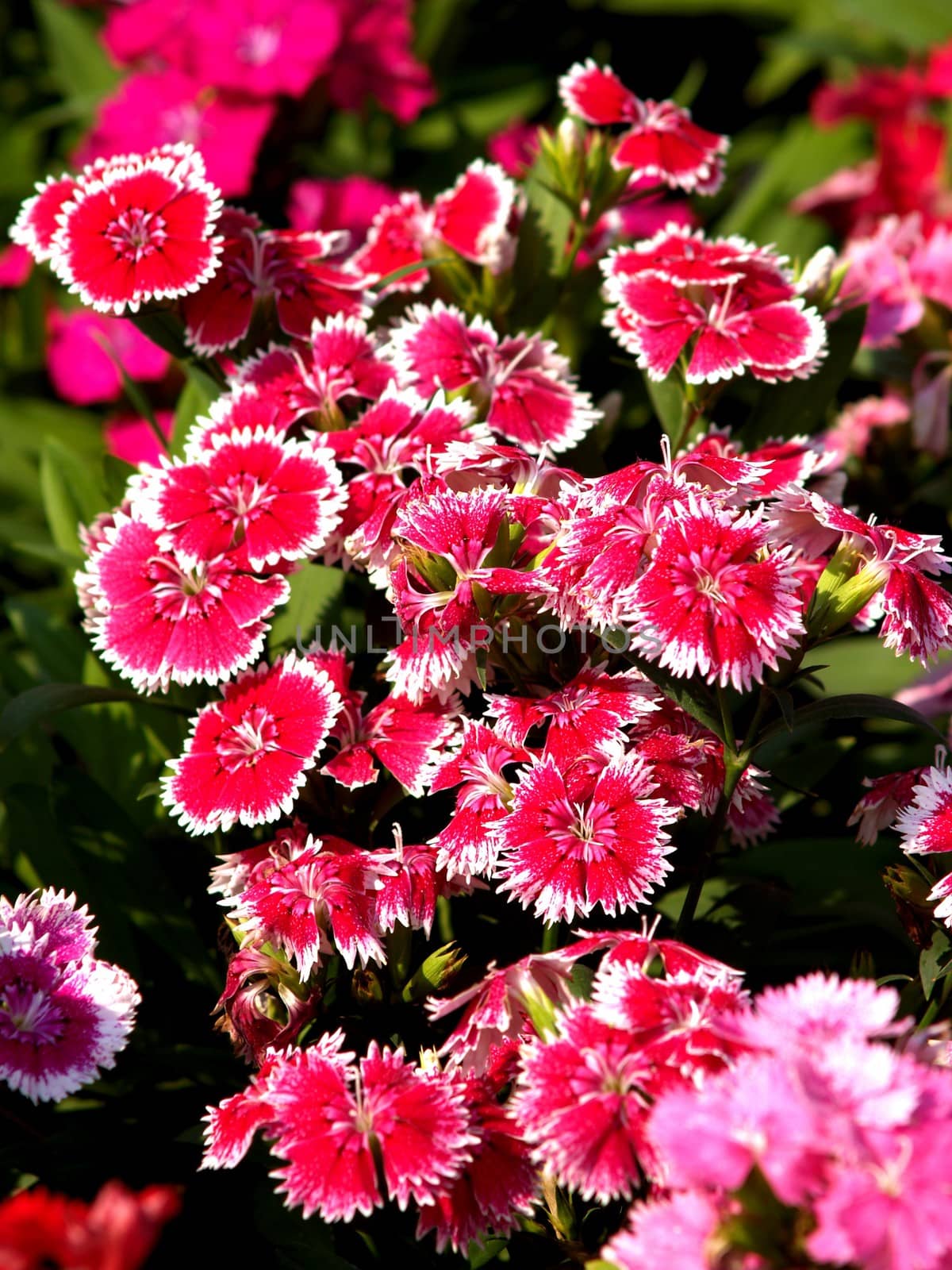 the Selection of Various Colorful  Flower in nature