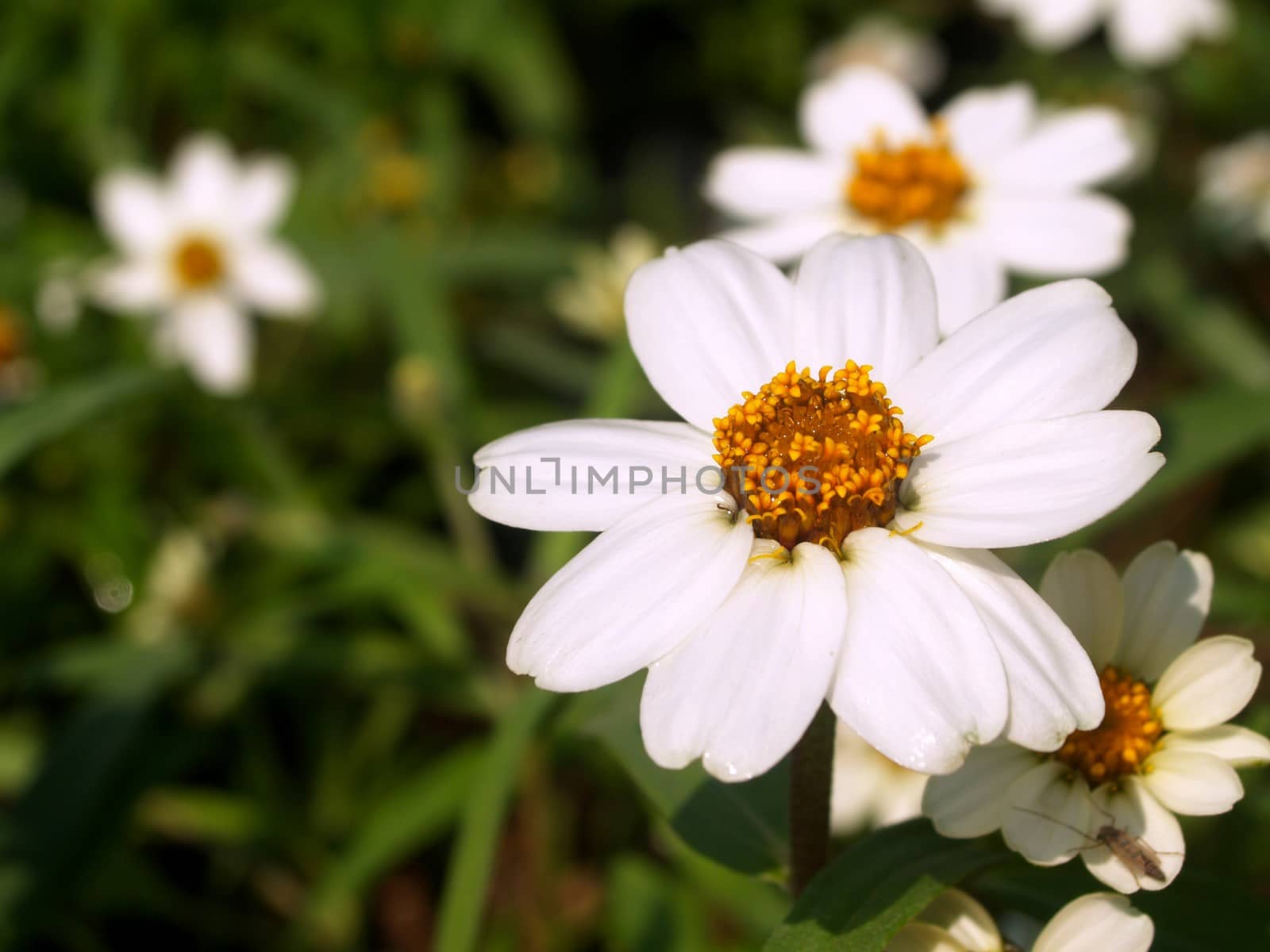 the Selection of Various Colorful  Flower in nature