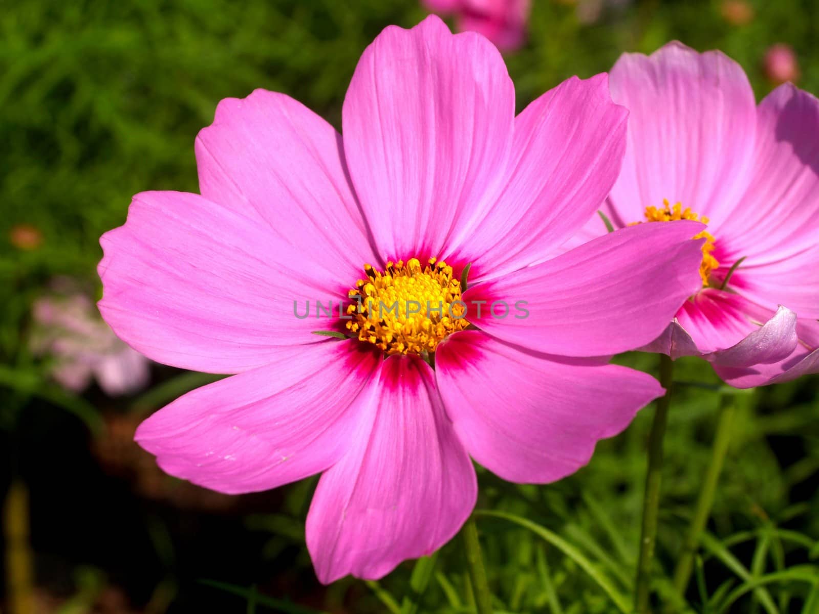 the Selection of Various Colorful  Flower in nature