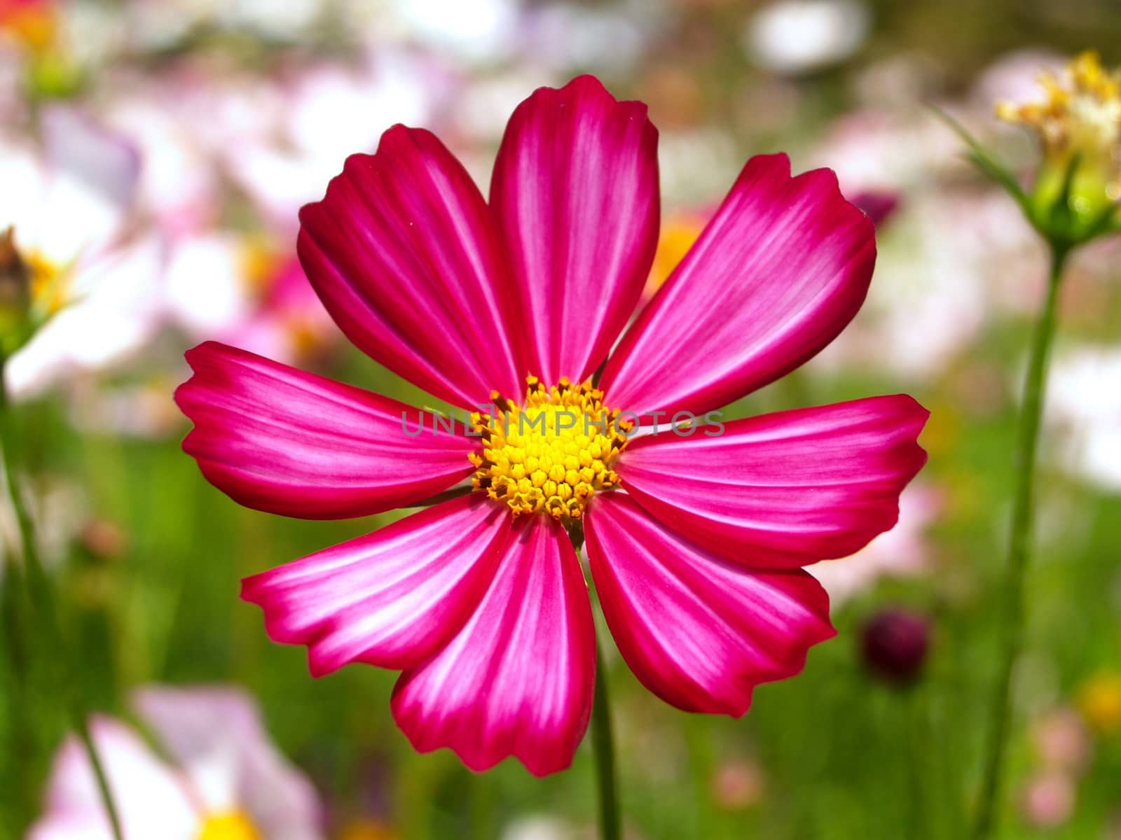 the Selection of Various Colorful  Flower in nature