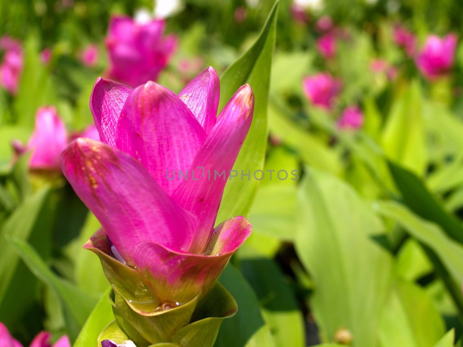 the Selection of Various Colorful  Flower in nature