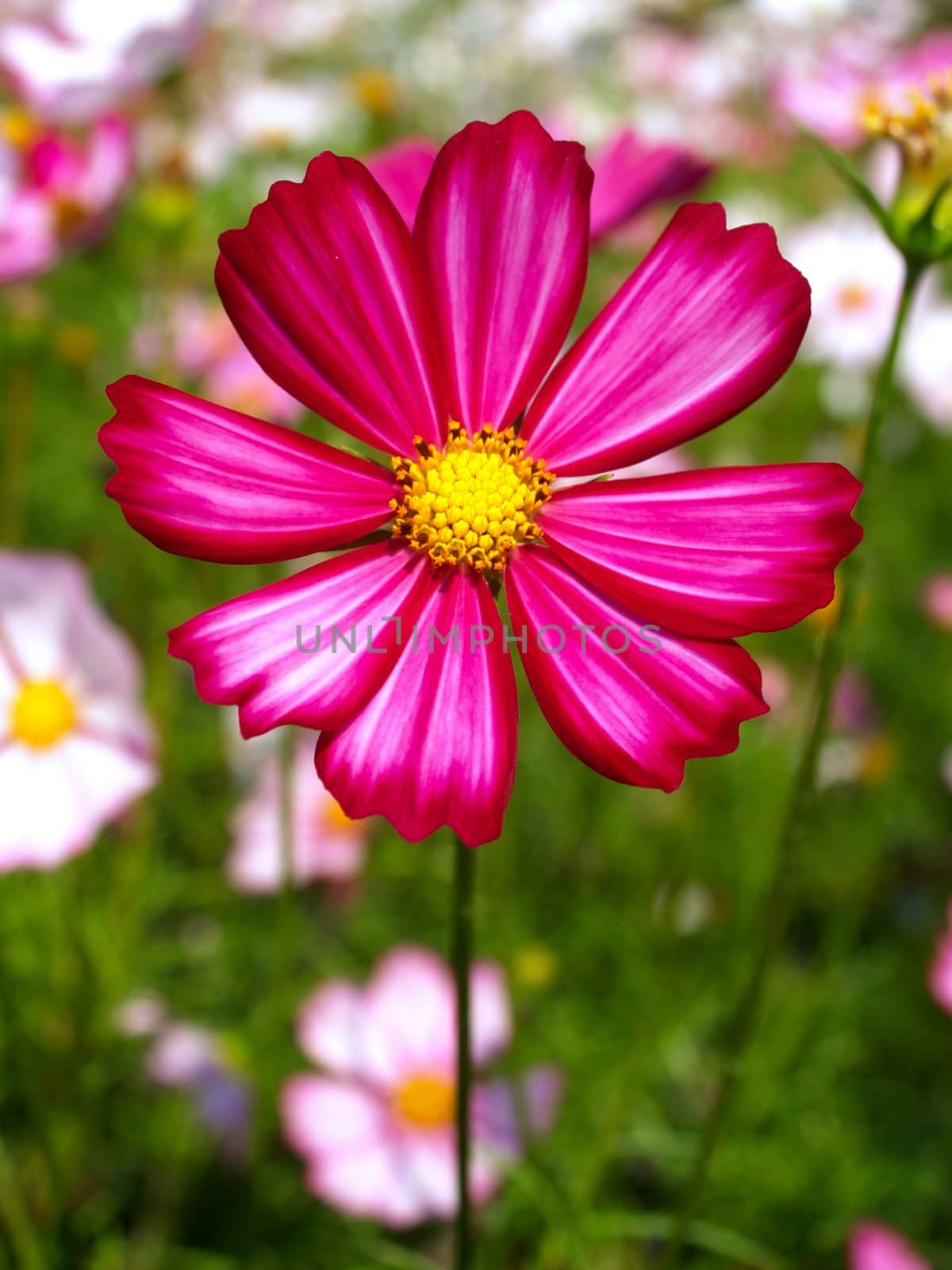 the Selection of Various Colorful  Flower in nature