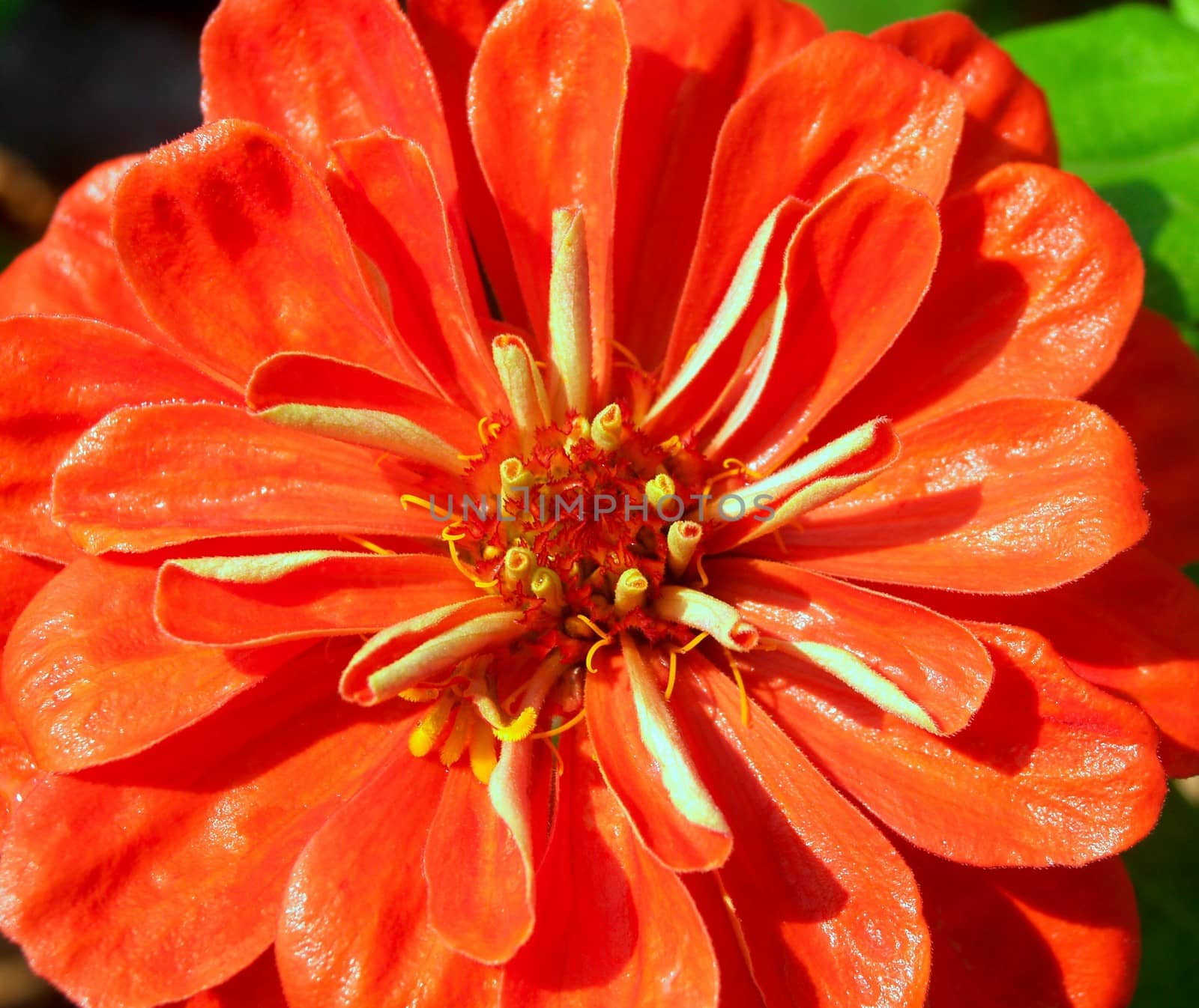 the Selection of Various Colorful  Flower in nature