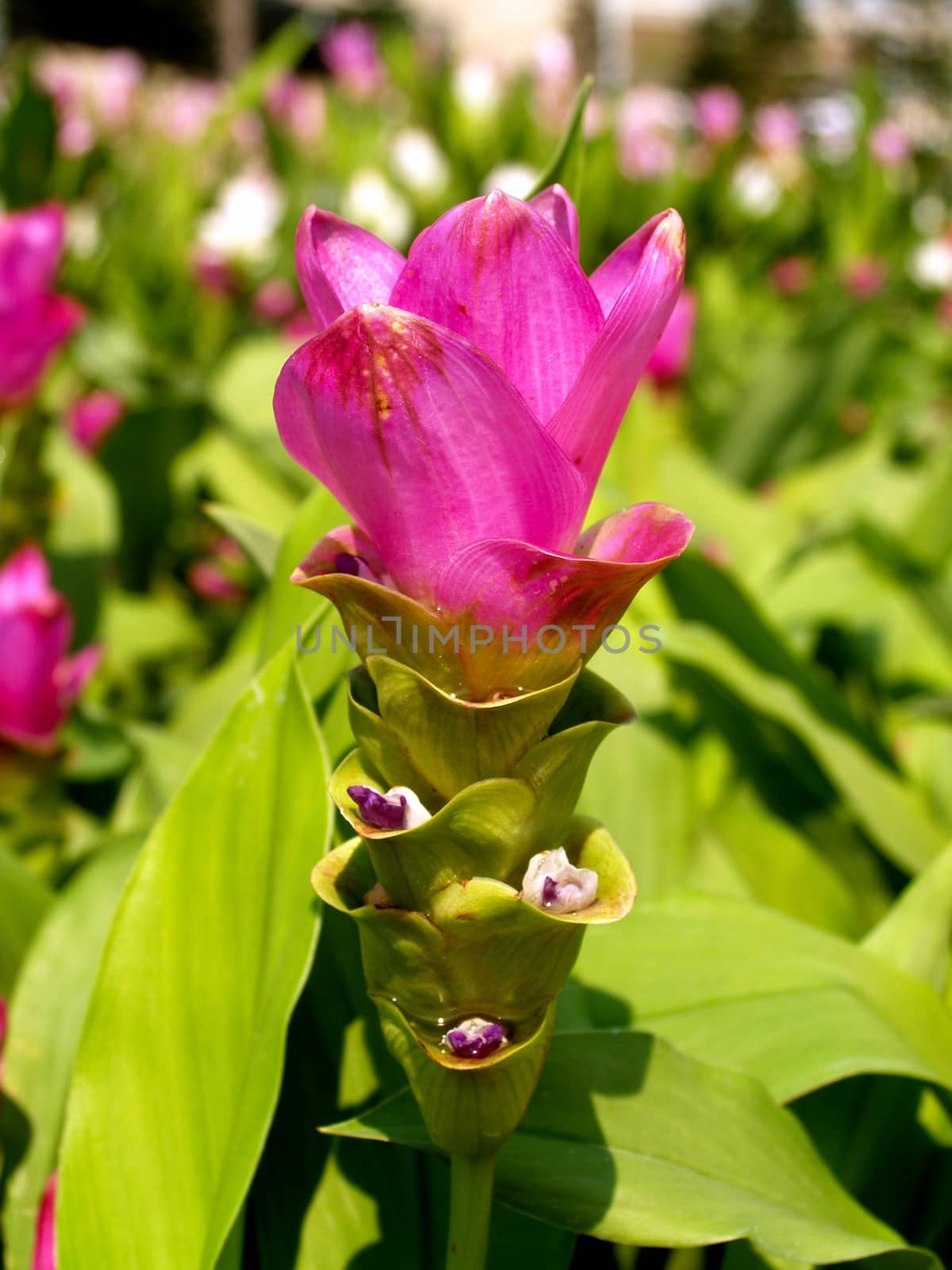 the Selection of Various Colorful  Flower in nature