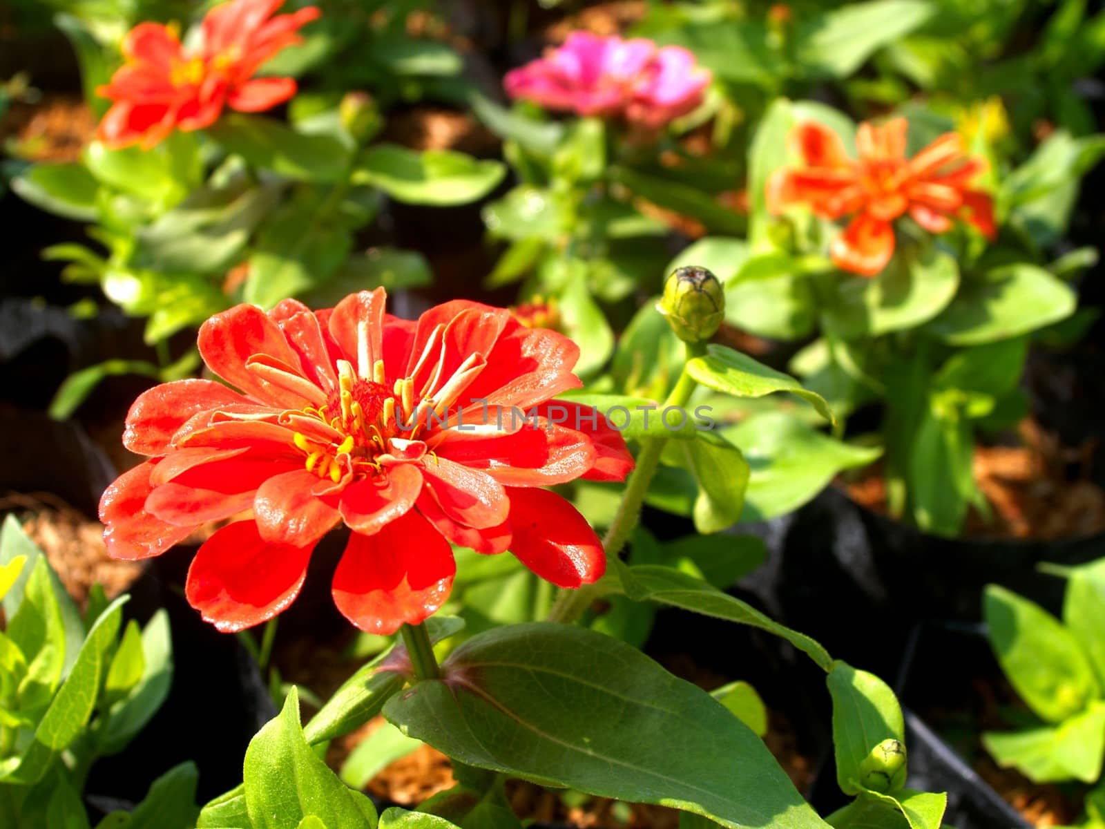 the Selection of Various Colorful  Flower in nature