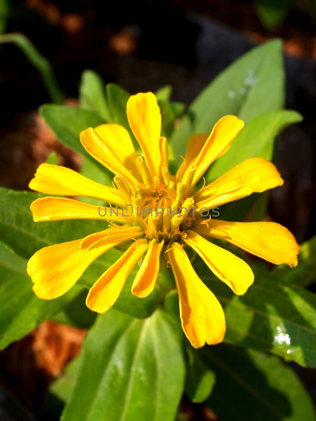 the Selection of Various Colorful  Flower in nature