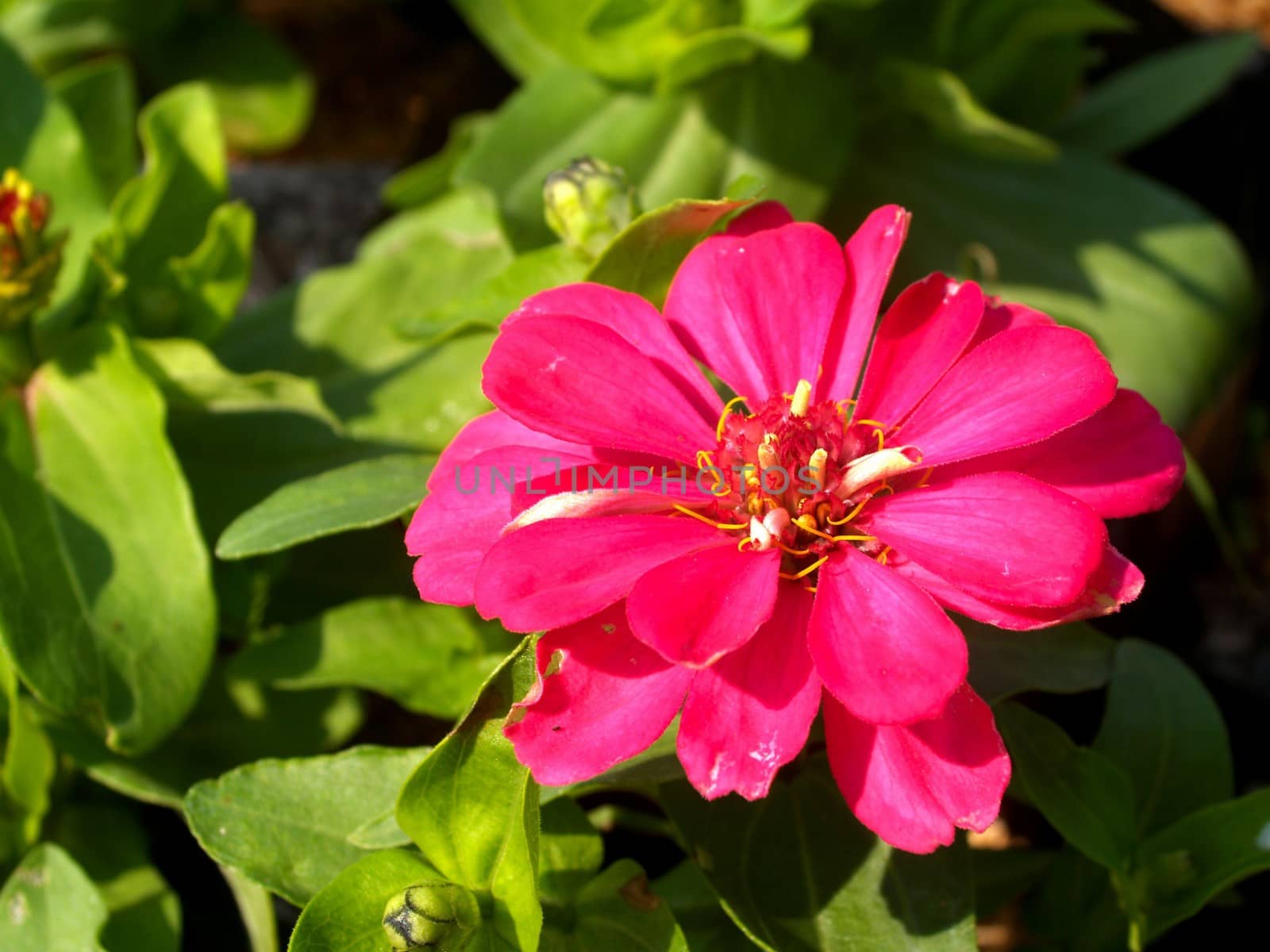 the Selection of Various Colorful  Flower in nature